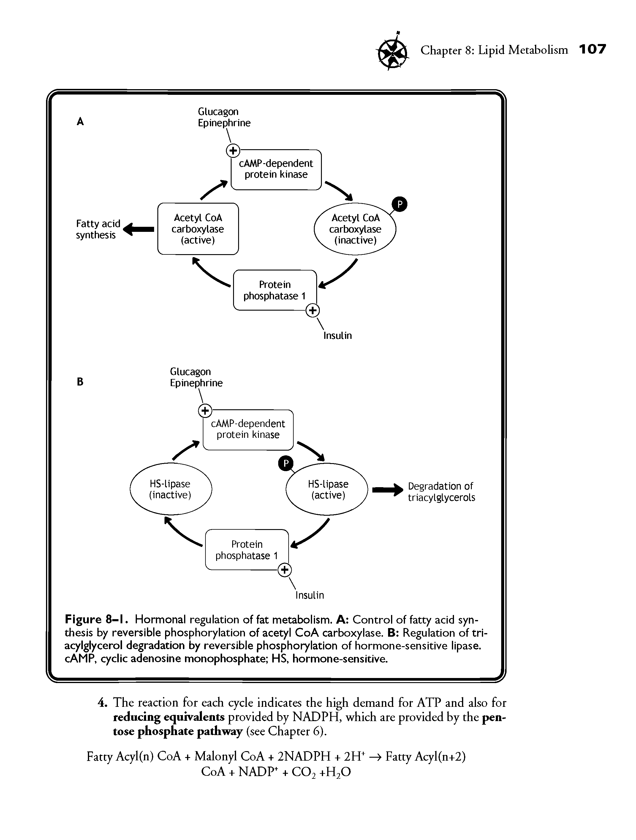 Figure 8-1. Hormonal regulation of fat metabolism. A Control of fatty acid synthesis by reversible phosphorylation of acetyl CoA carboxylase. B Regulation of tri-acylglycerol degradation by reversible phosphorylation of hormone-sensitive lipase. cAMP, cyclic adenosine monophosphate HS, hormone-sensitive.