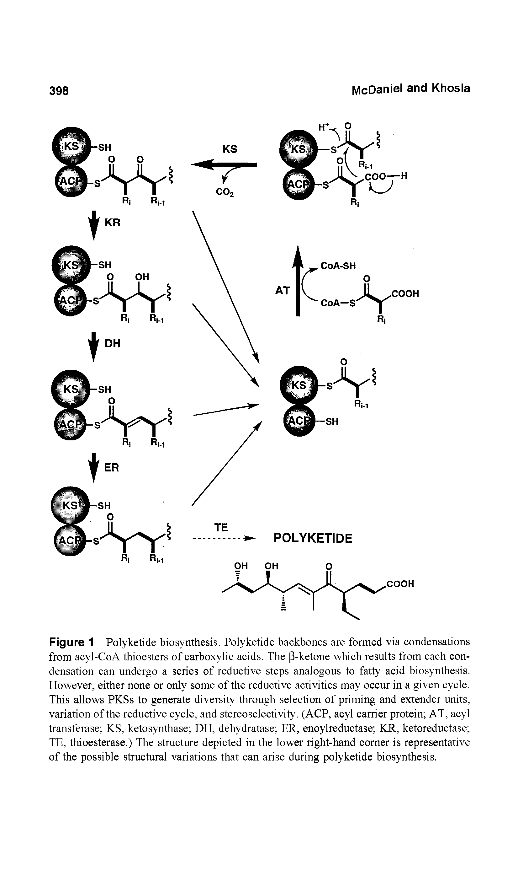 Figure 1 Polyketide biosynthesis. Polyketide backbones are formed via condensations from acyl-CoA thioesters of carboxylic acids. The (3-ketone which results from each condensation can undergo a series of reductive steps analogous to fatty acid biosynthesis. However, either none or only some of the reductive activities may occur in a given cycle. This allows PKSs to generate diversity through selection of priming and extender units, variation of the reductive cycle, and stereoselectivity. (ACP, acyl carrier protein AT, acyl transferase KS, ketosynthase DH, dehydratase ER, enoylreductase KR, ketoreductase TE, thioesterase.) The structure depicted in the lower right-hand corner is representative of the possible structural variations that can arise during polyketide biosynthesis.