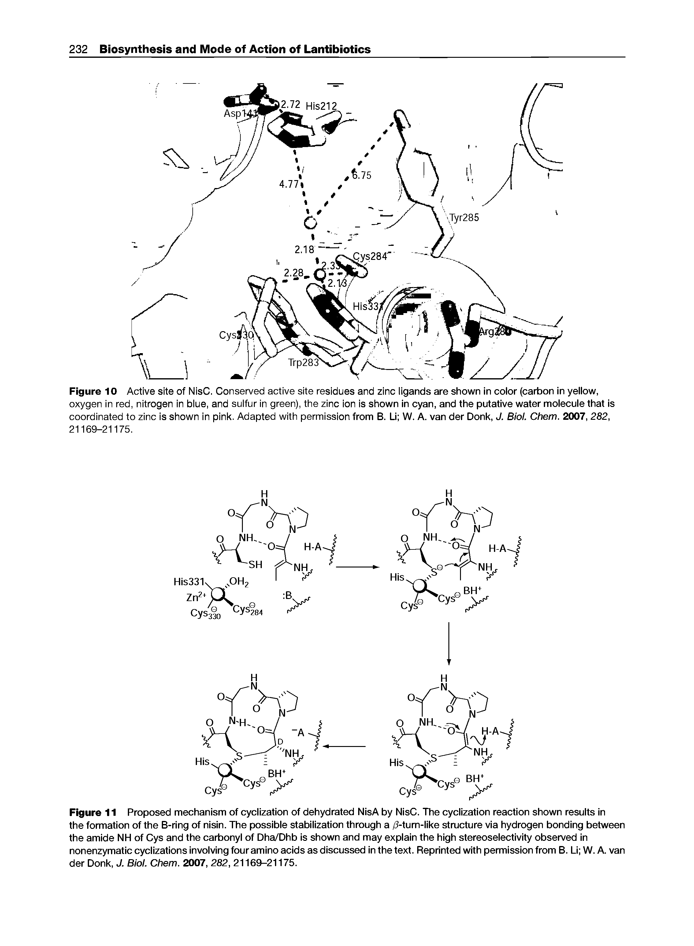 Figure 11 Proposed mechanism of cyclization of dehydrated NisA by NisC. The cyclization reaction shown results in the formation of the B-ring of nisin. The possible stabilization through a /3-turn-like structure via hydrogen bonding between the amide NH of Cys and the carbonyl of Dha/Dhb is shown and may explain the high stereoselectivity observed in nonenzymatic cyclizations involving four amino acids as discussed in the text. Reprinted with permission from B. Li W. A. van der Donk, J. Biol. Chem. 2007, 282, 21169-21175.
