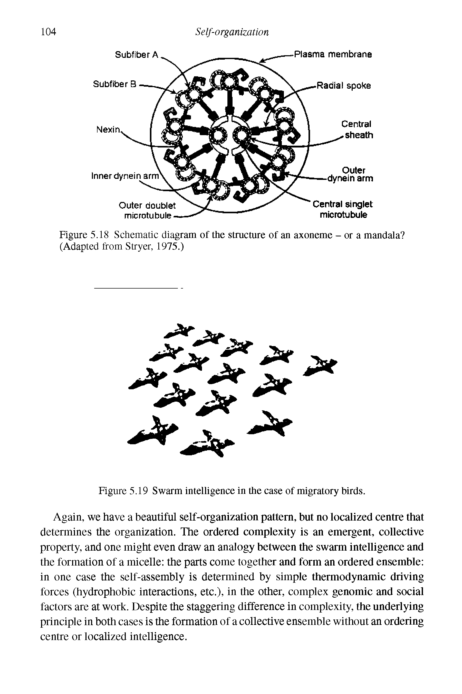 Figure 5.19 Swarm intelligence in the case of migratory birds.