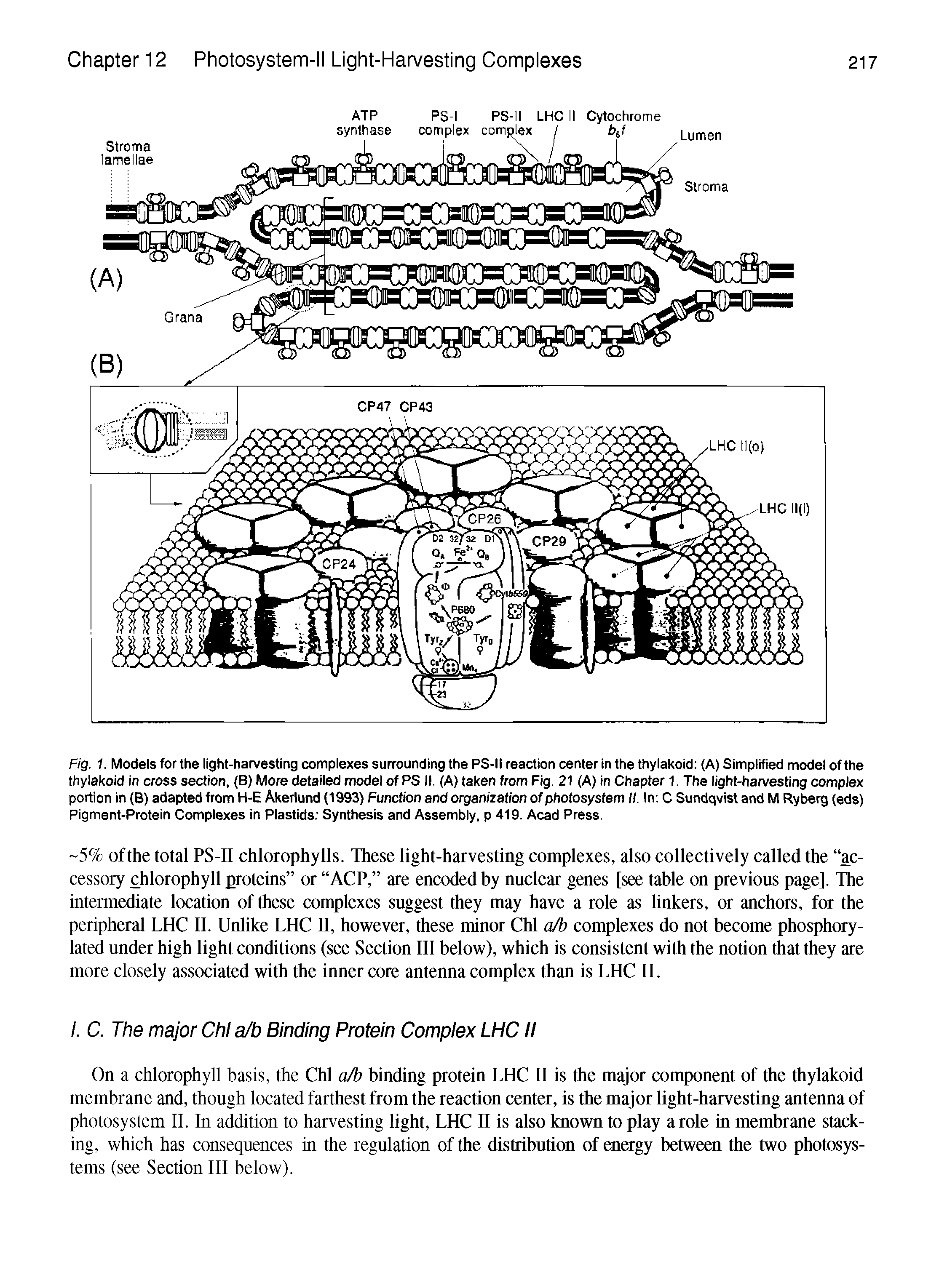 Fig. 1. Models for the light-harvesting complexes surrounding the PS-II reaction center in the thylakoid (A) Simplified model of the thylakoid in cross section, (B) More detailed model of PS II. (A) taken from Fig. 21 (A) in Chapter 1. The light-harvesting complex portion in (B) adapted from H-E Akerlund (1993) Function and organization of photosysfem II. In C Sundqvist and M Ryberg (eds) Pigment-Protein Complexes in Plastids Synthesis and Assembly, p 419. Acad Press.