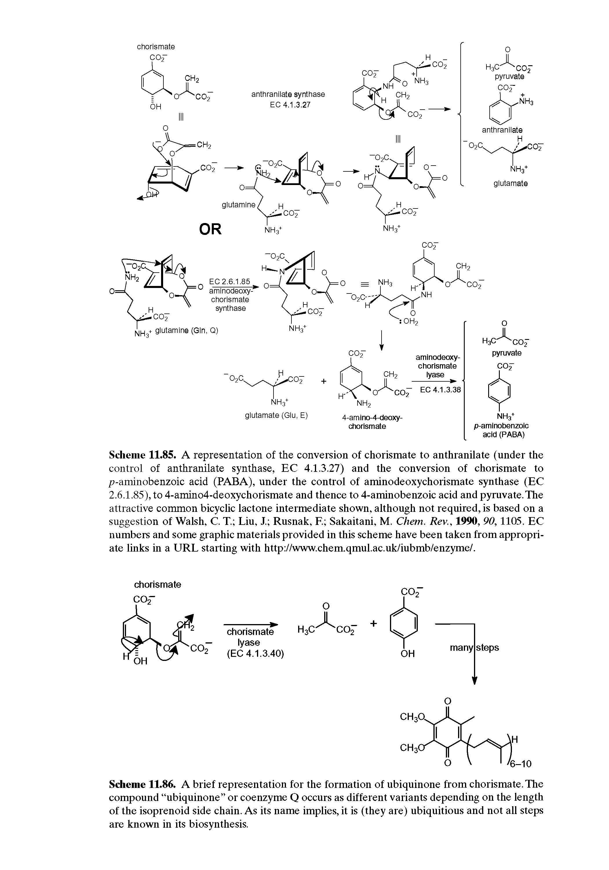 Scheme 11.85. A representation of the conversion of chorismate to anthranilate (under the control of anthranilate synthase, EC 4.1.3.27) and the conversion of chorismate to p-aminobenzoic acid (PABA), under the control of aminodeoxychorismate synthase (EC 2.6.1.85), to 4-amino4-deoxychorismate and thence to 4-aminobenzoic acid and pyruvate.The attractive common bicyclic lactone intermediate shown, although not required, is based on a suggestion of Walsh, C. T. Liu, J. Rusnak, E Sakaitani, M. Chem. Rev., 1990, 90,1105. EC numbers and some graphic materials provided in this scheme have been taken from appropriate links in a URL starting with http //www.chem.qmul.ac.uk/iubmb/enzyme/.