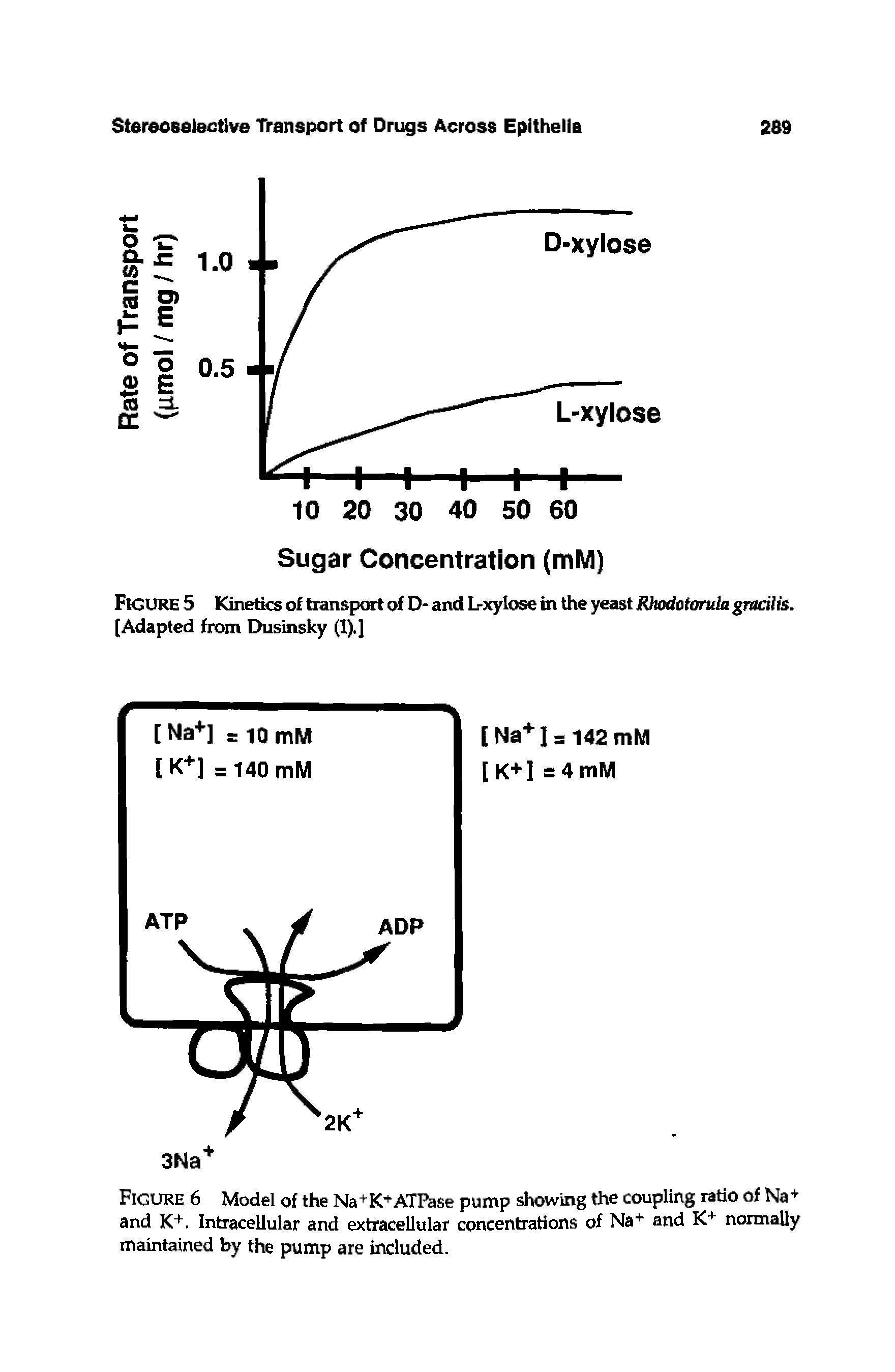 Figure 5 Kinetics of transport of D- and L-xylose in the yeast Rhodotorula gracilis. [Adapted from Dusinsky (I).]...