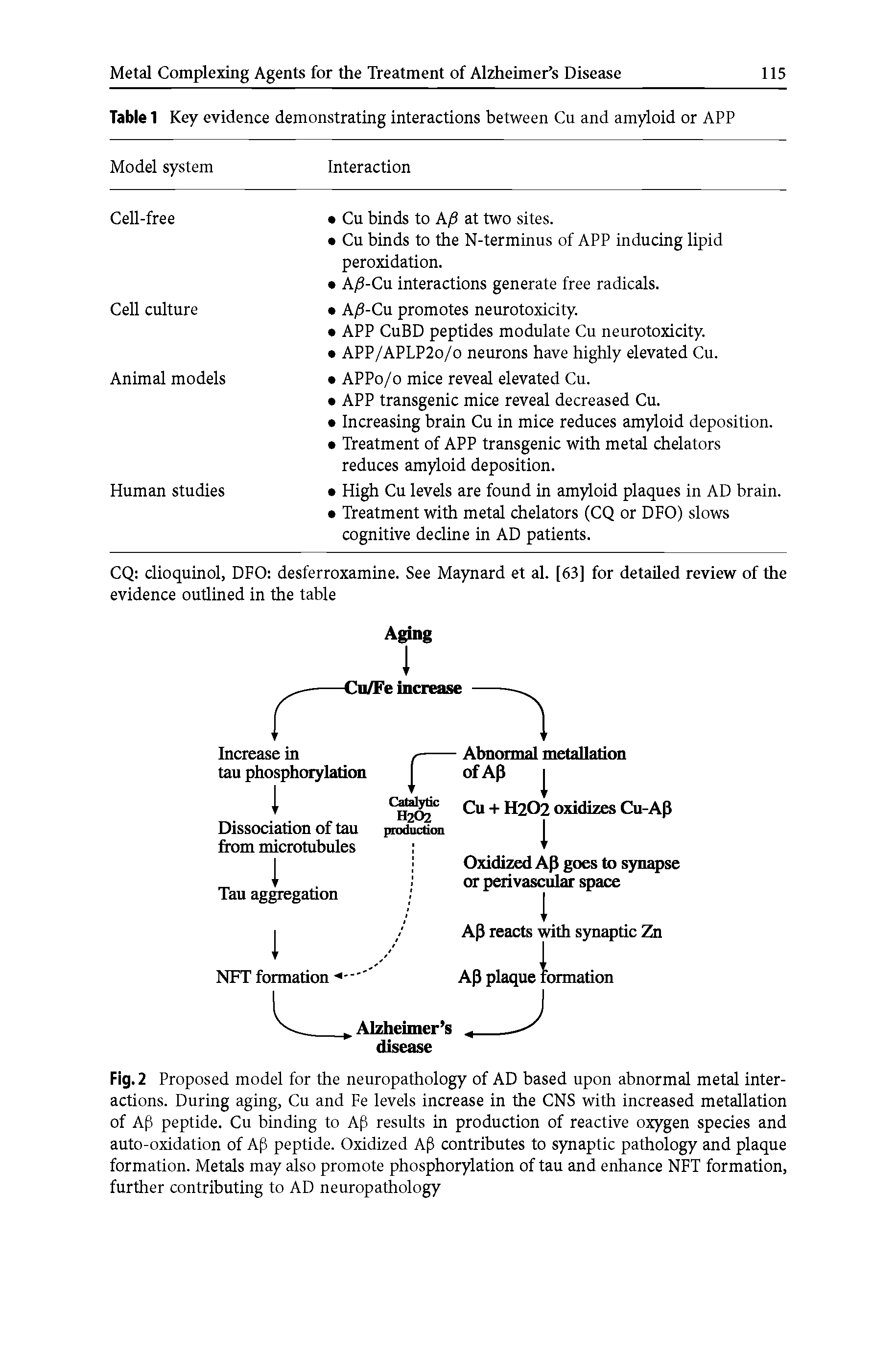 Fig. 2 Proposed model for the neuropathology of AD based upon abnormal metal interactions. During aging, Cu and Fe levels increase in the CNS with increased metallation of Ap peptide. Cu binding to Ap results in production of reactive oxygen species and auto-oxidation of Ap peptide. Oxidized AP contributes to synaptic pathology and plaque formation. Metals may also promote phosphorylation of tau and enhance NFT formation, further contributing to AD neuropathology...