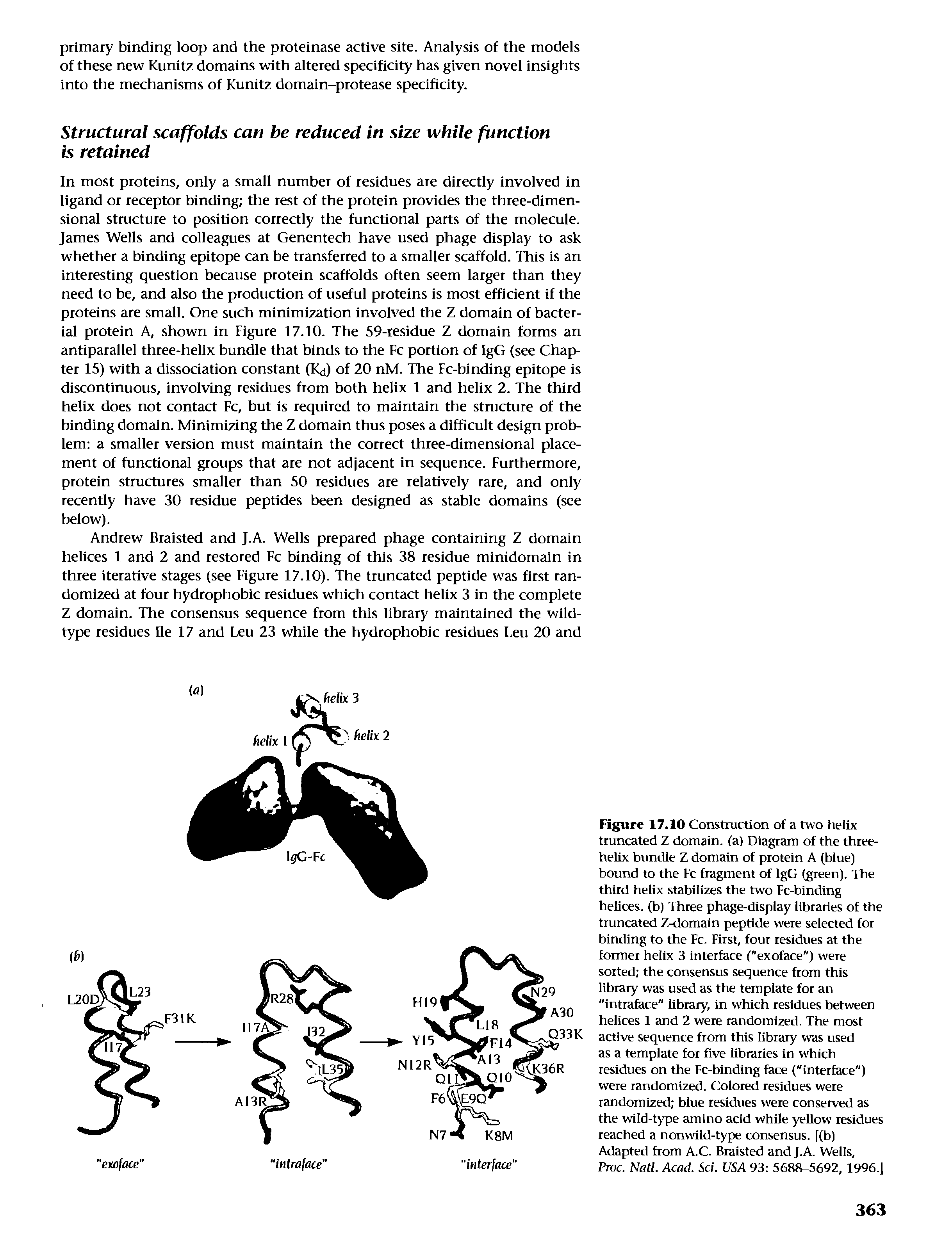 Figure 17.10 Construction of a two helix truncated Z domain, (a) Diagram of the three-helix bundle Z domain of protein A (blue) bound to the Fc fragment of IgG (green). The third helix stabilizes the two Fc-binding helices, (b) Three phage-display libraries of the truncated Z-domaln peptide were selected for binding to the Fc. First, four residues at the former helix 3 interface ("exoface") were sorted the consensus sequence from this library was used as the template for an "intrafece" library, in which residues between helices 1 and 2 were randomized. The most active sequence from this library was used as a template for five libraries in which residues on the Fc-binding face ("interface") were randomized. Colored residues were randomized blue residues were conserved as the wild-type amino acid while yellow residues reached a nonwild-type consensus, [(b) Adapted from A.C. Braisted and J.A. Wells,...