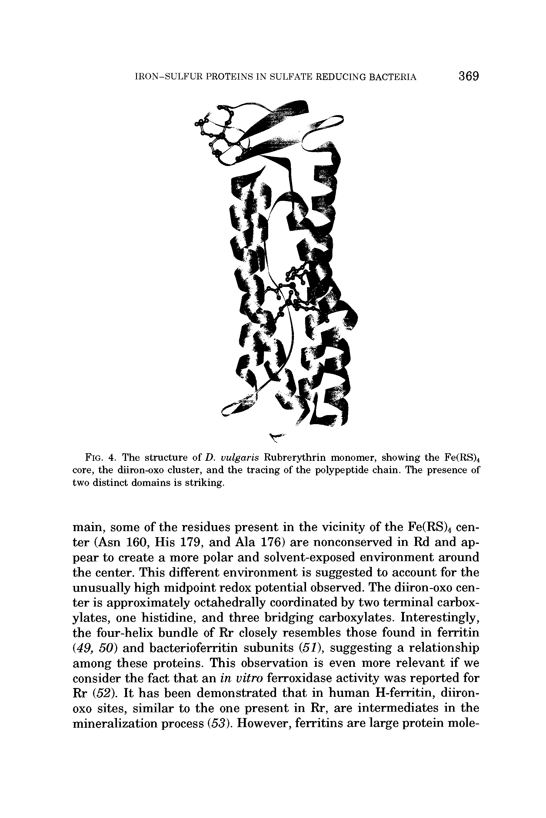 Fig. 4. The structure of D. vulgaris Rubrer3ithrin monomer, showing the Fe(RS)4 core, the diiron-oxo cluster, and the tracing of the polypeptide chain. The presence of two distinct domEiins is striking.