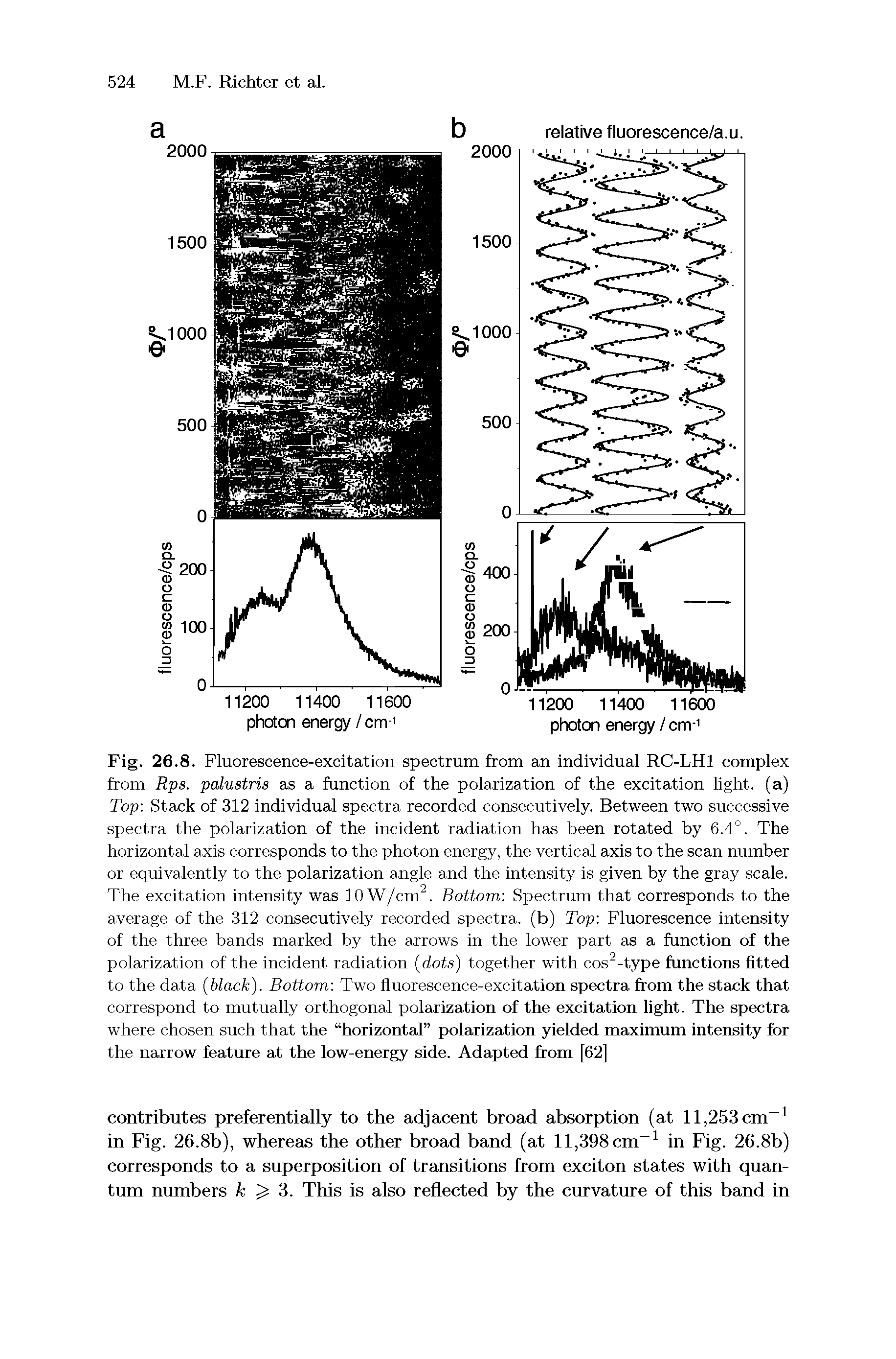 Fig. 26.8. Fluorescence-excitation spectrum from an individual RC-LHl complex from Rps. palustris as a function of the polarization of the excitation light, (a) Top Stack of 312 individual spectra recorded consecutively. Between two successive spectra the polarization of the incident radiation has been rotated by 6.4°. The horizontal axis corresponds to the photon energy, the vertical axis to the scan number or equivalently to the polarization angle and the intensity is given by the gray scale. The excitation intensity was 10 W/cm. Bottom Spectrum that corresponds to the average of the 312 consecutively recorded spectra, (b) Top Fluorescence intensity of the three bands marked by the arrows in the lower part as a function of the polarization of the incident radiation (dots) together with cos -type functions fitted to the data black). Bottom Two fluorescence-excitation spectra from the stack that correspond to mutually orthogonal polarization of the excitation light. The spectra where chosen such that the horizontal polarization yielded maximnm intensity for the narrow feature at the low-energy side. Adapted from [62]...