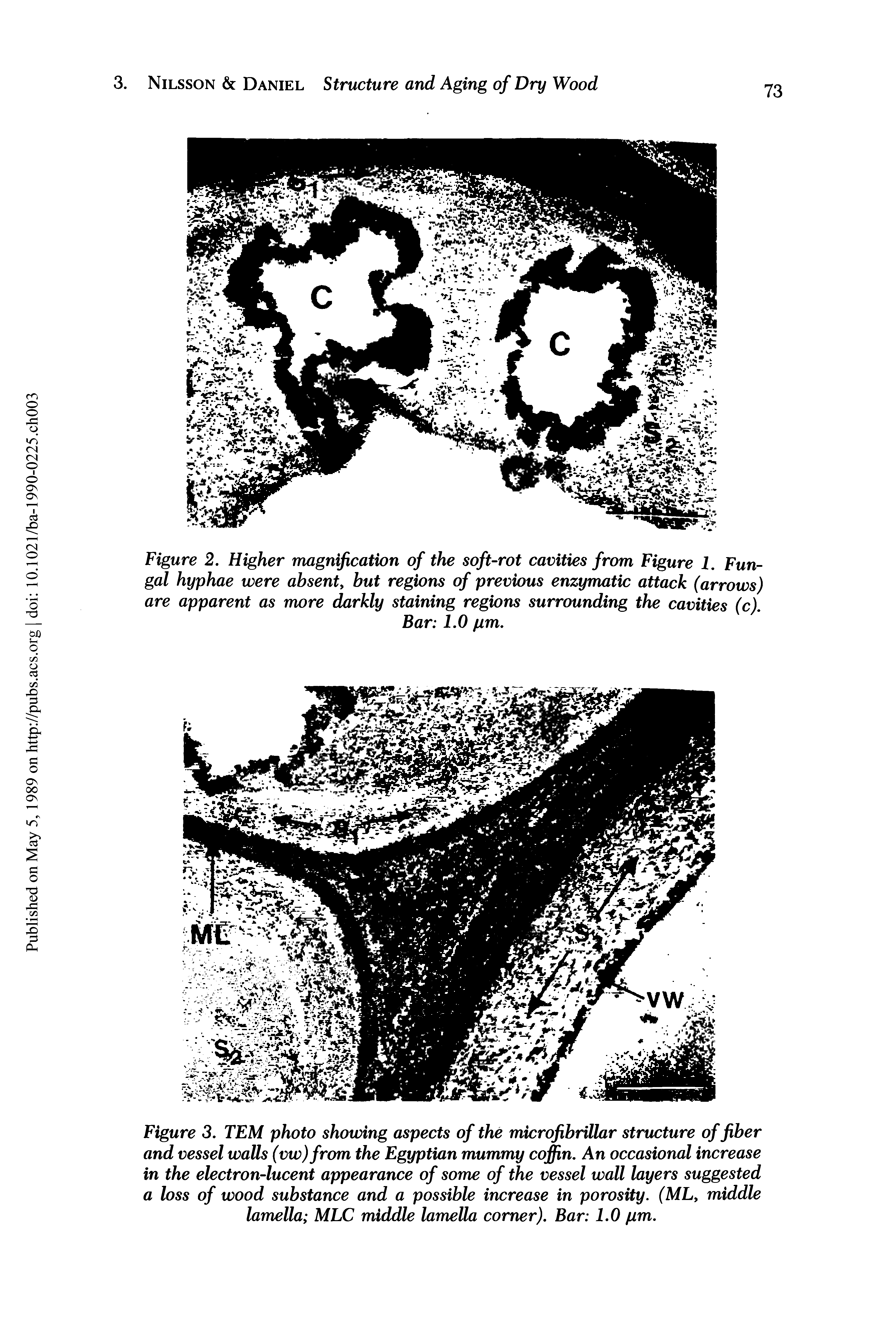Figure 3. TEM photo showing aspects of the microfibrillar structure of fiber and vessel walls (vw)from the Egyptian mummy coffin. An occasional increase in the electron-lucent appearance of some of the vessel wall layers suggested a loss of wood substance and a possible increase in porosity. (ML, middle lamella MLC middle lamella corner). Bar 1.0 pm.