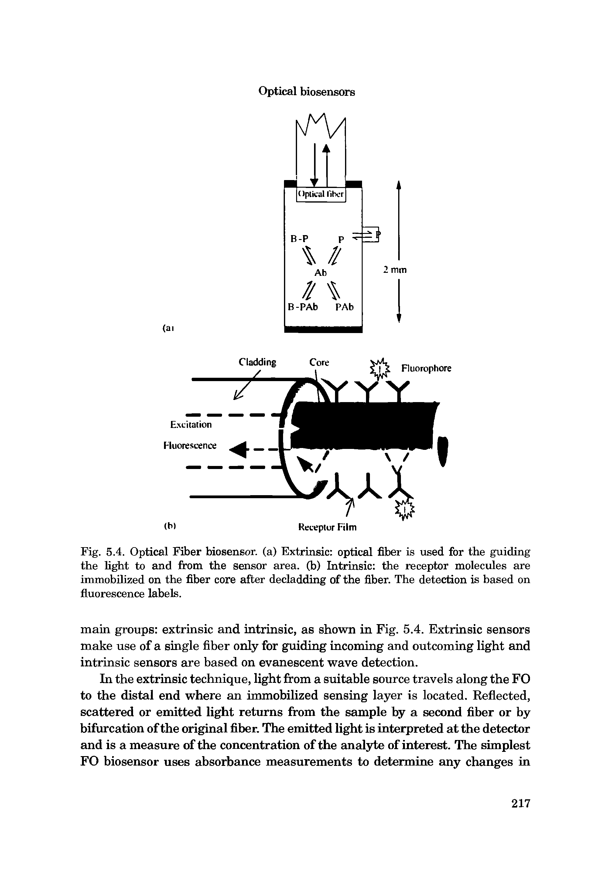 Fig. 5.4. Optical Fiber biosensor, (a) Extrinsic optical fiber is used for the guiding the light to and from the sensor area, (b) Intrinsic the receptor molecules are immobilized on the fiber core after decladding of the fiber. The detection is based on fluorescence labels.