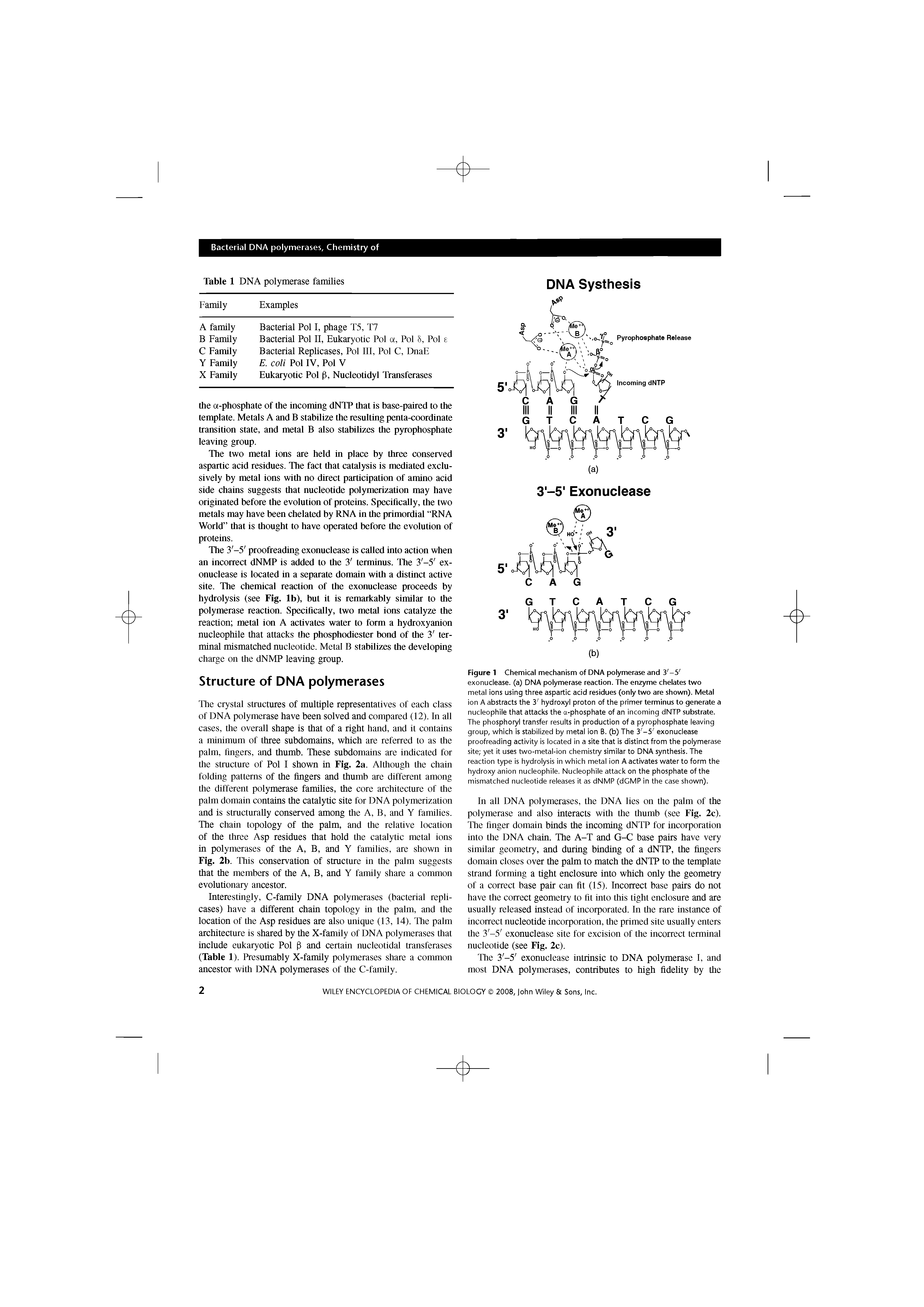 Figure 1 Chemical mechanism of DNA polymerase and 3 -5 exonuclease, (a) DNA polymerase reaction. The enzyme chelates two metal Ions using three aspartic acid residues (only two are shown). Metal ion A abstracts the 3 hydroxyl proton of the primer terminus to generate a nucleophile that attacks the a-phosphate of an incoming dNTP substrate. The phosphoryl transfer results In production of a pyrophosphate leaving group, which is stabilized by metal Ion B. (b) The 3 -5 exonuclease proofreading activity is located in a site that is distinct from the polymerase site yet it uses two-metal-ion chemistry similar to DNA synthesis. The reaction type is hydrolysis in which metal ion A activates water to form the hydroxy anion nucleophile. Nucleophile attack on the phosphate of the mismatched nucleotide releases it as dNMP (dGMP in the case shown).