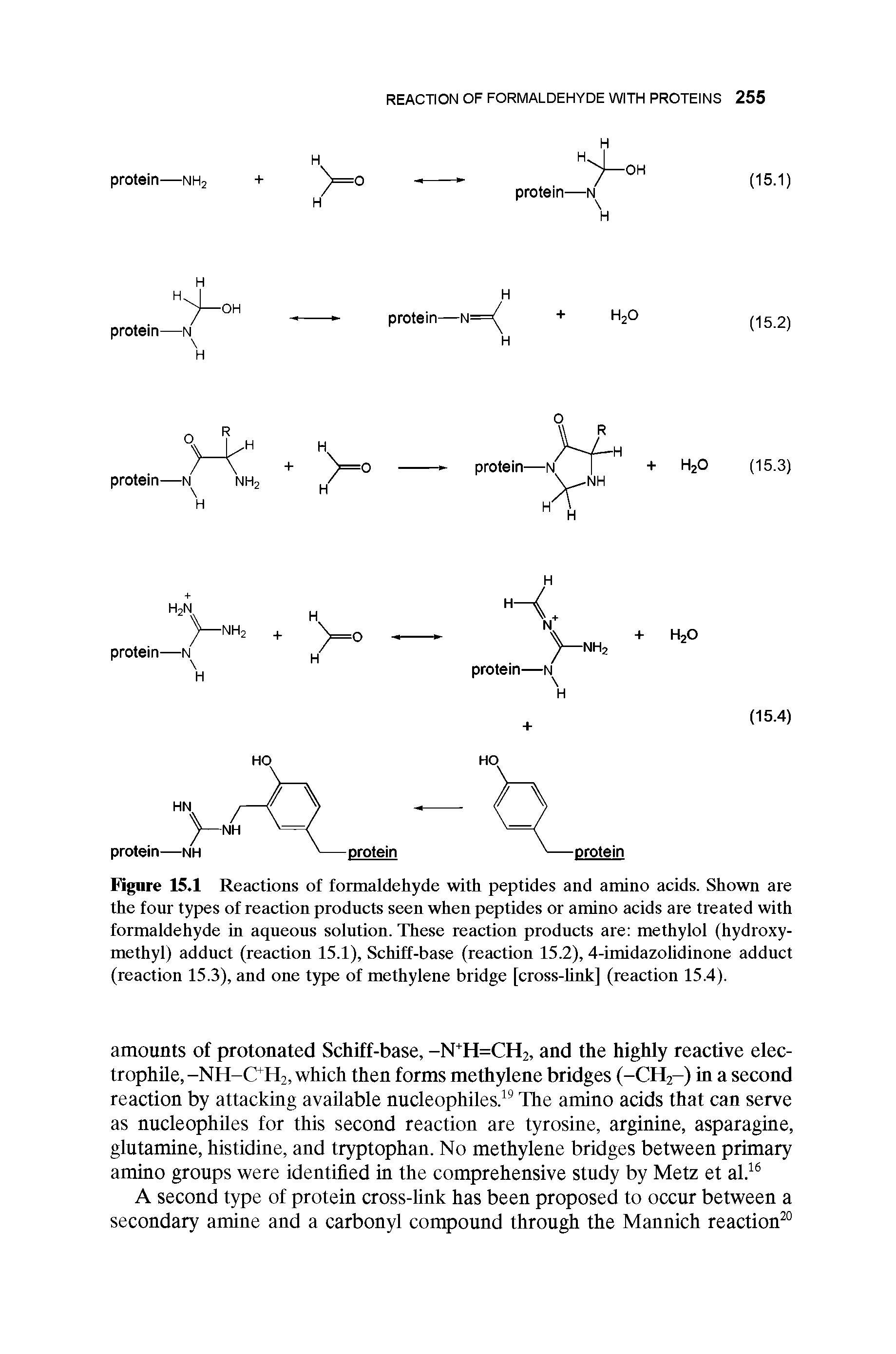Figure 15.1 Reactions of formaldehyde with peptides and amino acids. Shown are the four types of reaction products seen when peptides or amino acids are treated with formaldehyde in aqueous solution. These reaction products are methylol (hydroxymethyl) adduct (reaction 15.1), Schiff-base (reaction 15.2), 4-imidazolidinone adduct (reaction 15.3), and one type of methylene bridge [cross-link] (reaction 15.4).