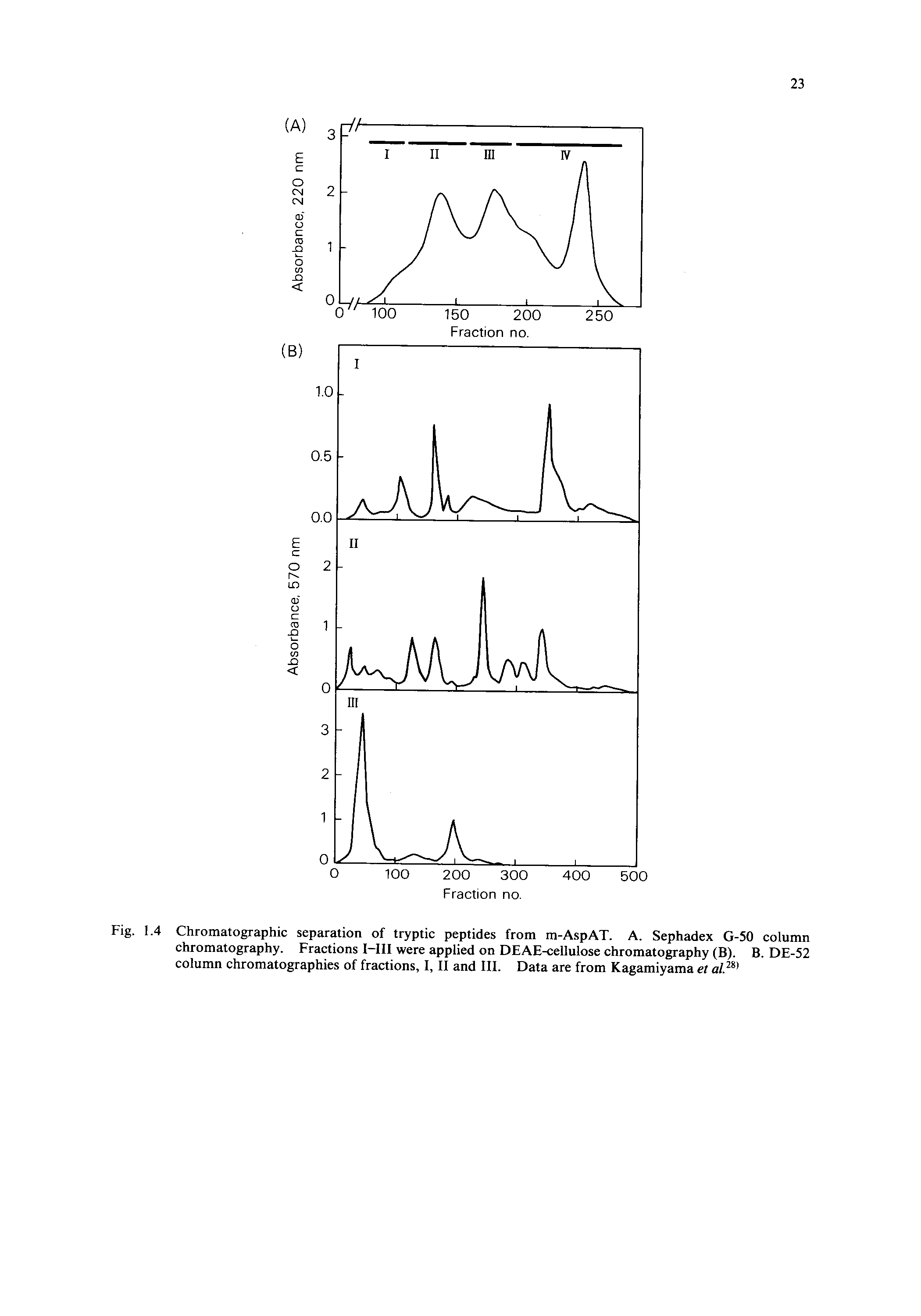 Fig. 1.4 Chromatographic separation of tryptic peptides from m-AspAT. A. Sephadex G-50 column chromatography. Fractions I—111 were applied on DEAE-cellulose chromatography (B). B. DE-52 column chromatographies of fractions, I, II and III. Data are from Kagamiyama et al.2S)...