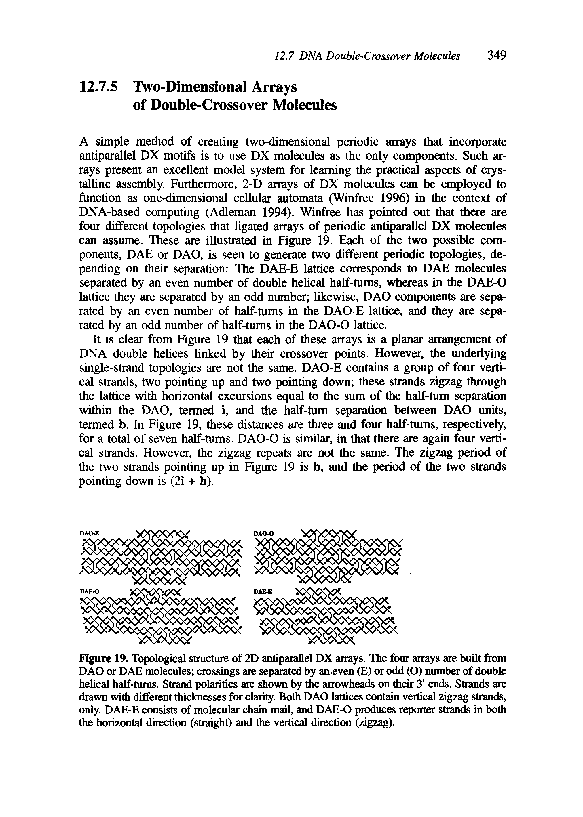 Figure 19. Topological structure of 2D antiparallel DX arrays. The four arrays are built from DAO or DAE molecules crossings are separated by an even (E) or odd (O) number of double helical half-turns. Strand polarities are shown by the arrowheads on their 3 ends. Strands are drawn with different thicknesses for clarity. Both DAO lattices contain vertical zigzag strands, only. DAE-E consists of molecular chain mail, and DAE-O produces reporter strands in both the horizontal direction (straight) and the vertical direction (zigzag).