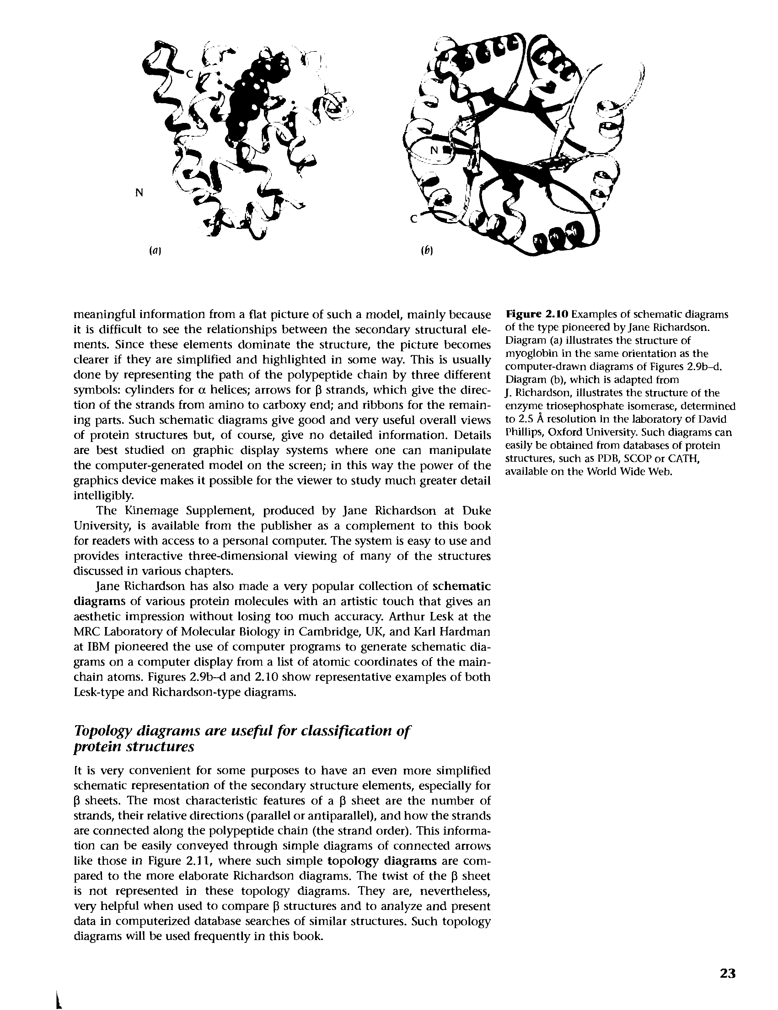 Figure 2.10 Examples of schematic diagrams of the type pioneered by Jane Richardson. Diagram (a) illustrates the structure of myoglobin in the same orientation as the computer-drawn diagrams of Figures 2.9b-d. Diagram (b), which is adapted from J. Richardson, illustrates the structure of the enzyme triosephosphate isomerase, determined to 2.5 A resolution in the laboratory of David Phillips, Oxford University. Such diagrams can easily be obtained from databases of protein structures, such as PDB, SCOP or CATH, available on the World Wide Web.