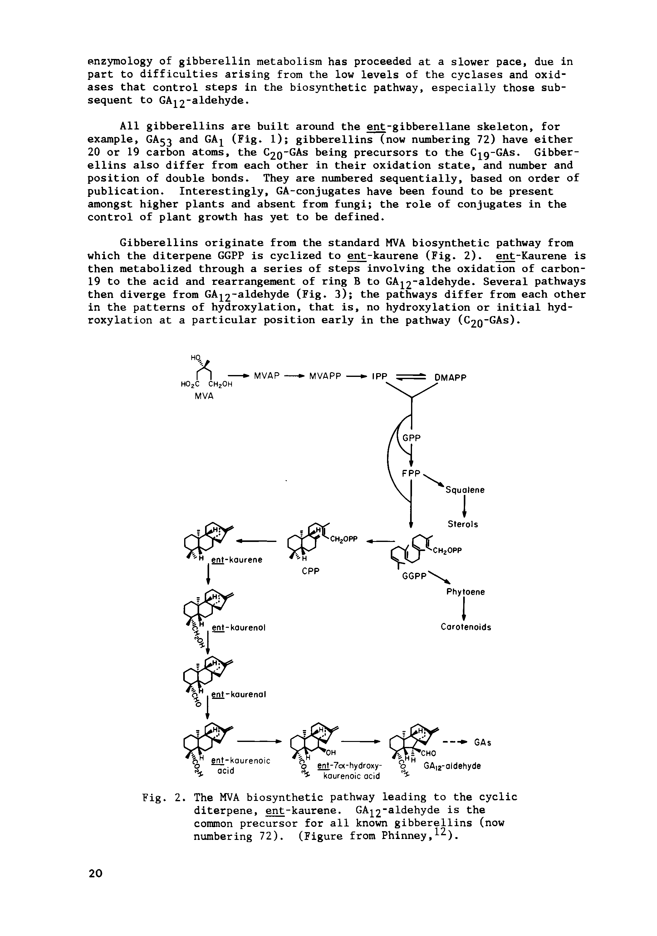 Fig. 2. The MVA biosynthetic pathway leading to the cyclic diterpene, ent-kaurene. GAj 2" ldehyde is the common precursor for all known gibberellins (now numbering 72). (Figure from Phinney, ).