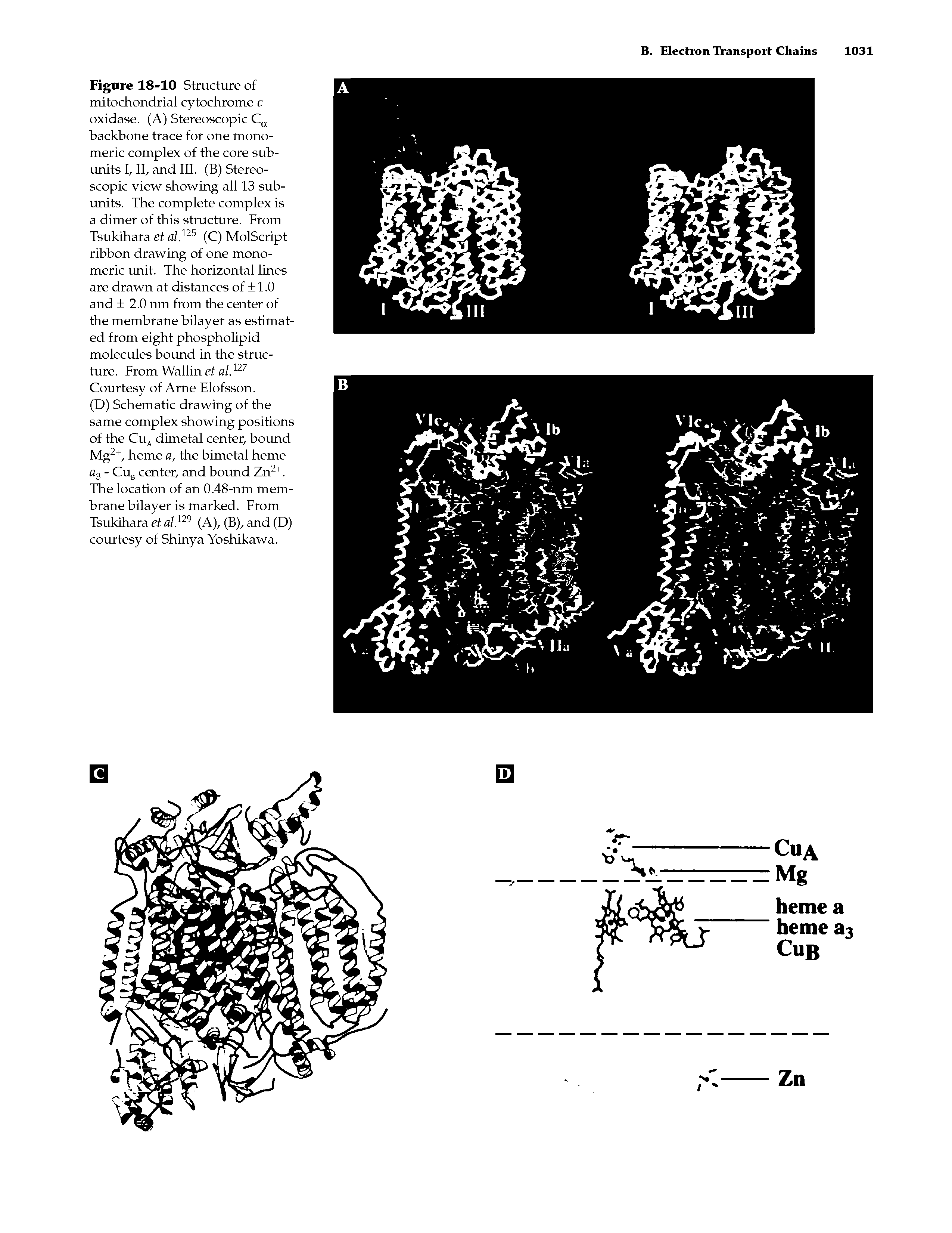 Figure 18-10 Structure of mitochondrial cytochrome c oxidase. (A) Stereoscopic Ca backbone trace for one monomeric complex of the core subunits I, II, and III. (B) Stereoscopic view showing all 13 subunits. The complete complex is a dimer of this structure. From Tsukihara et al.125 (C) MolScript ribbon drawing of one monomeric unit. The horizontal lines are drawn at distances of + 1.0 and +2.0 nm from the center of the membrane bilayer as estimated from eight phospholipid molecules bound in the structure. From Wallin et al.127 Courtesy of Arne Elofsson.