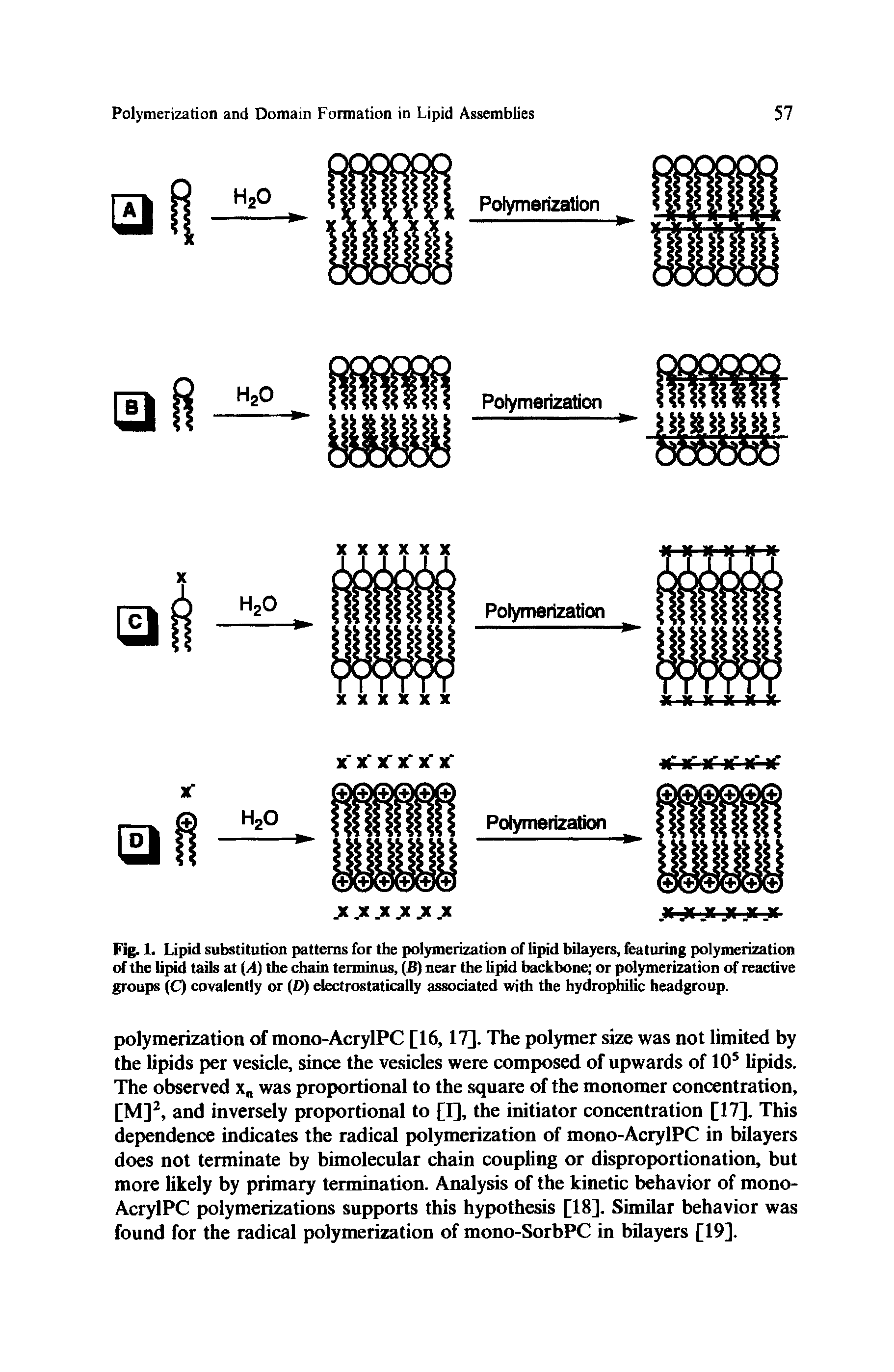 Fig. 1. Lipid substitution patterns for the polymerization of lipid bilayers, featuring polymerization of the lipid tails at (A) the chain terminus, (B) near the lipid backbone or polymerization of reactive groups (C) covalently or (D) electrostatically associated with the hydrophilic headgroup.