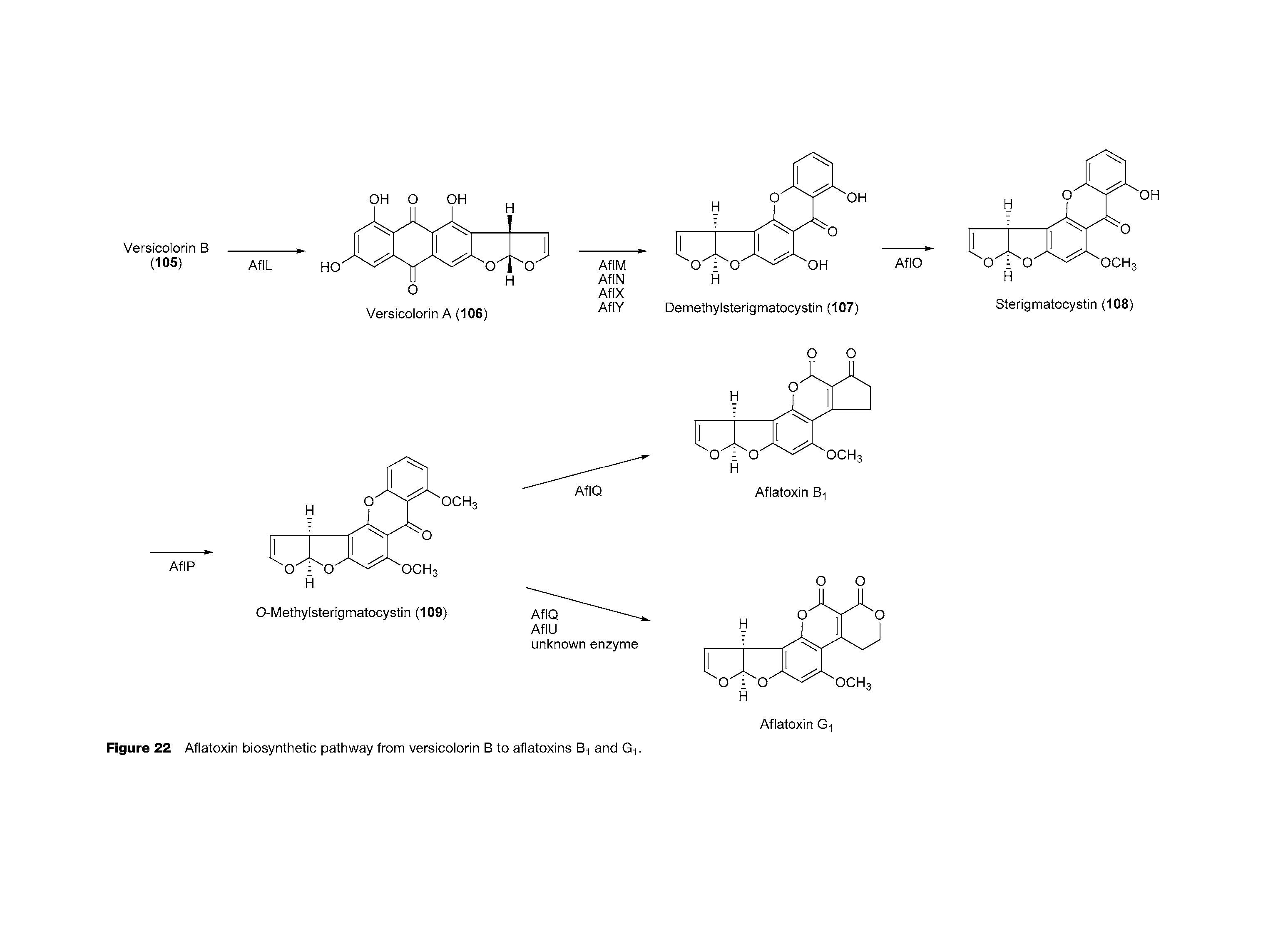 Figure 22 Aflatoxin biosynthetic pathway from versicolorin B to aflatoxins B-i and Gi.