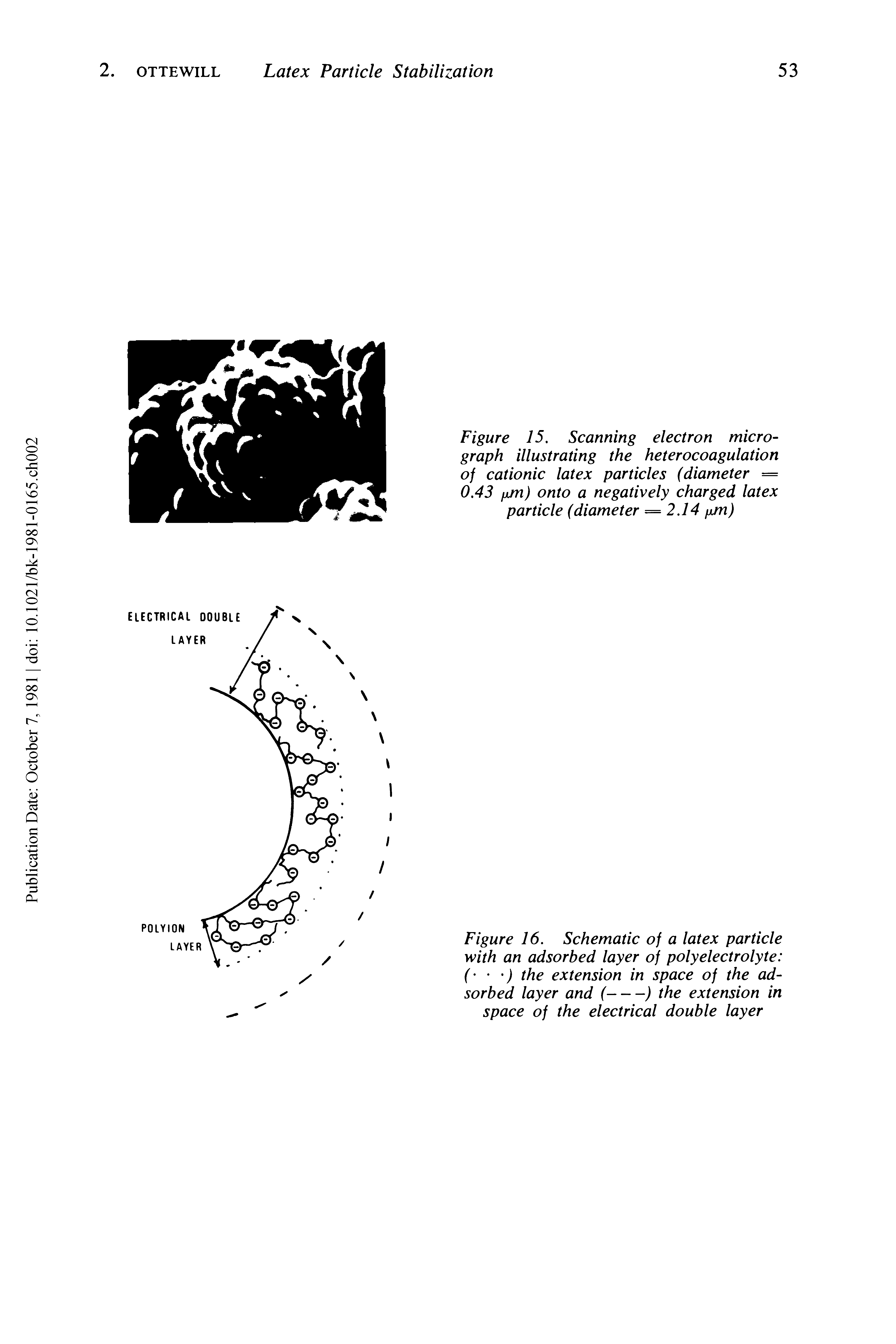 Figure 15. Scanning electron micrograph illustrating the heterocoagulation of cationic latex particles (diameter = 0.43 fj/n) onto a negatively charged latex particle (diameter = 2.14 pm)...