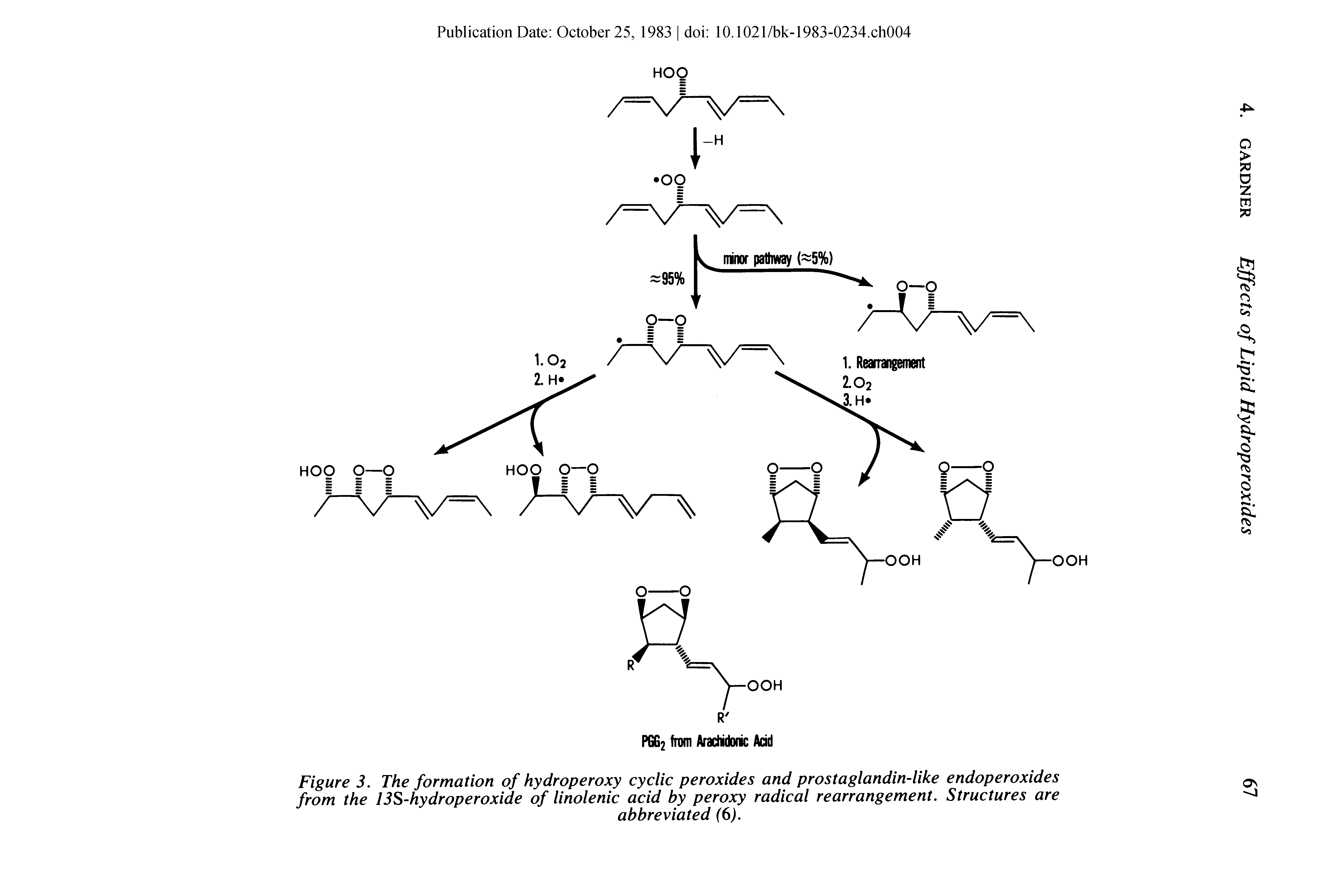 Figure 3. The formation of hydroperoxy cyclic peroxides and prostaglandin-like endoperoxides from the 13S-hydroperoxide of linolenic acid by peroxy radical rearrangement. Structures are...