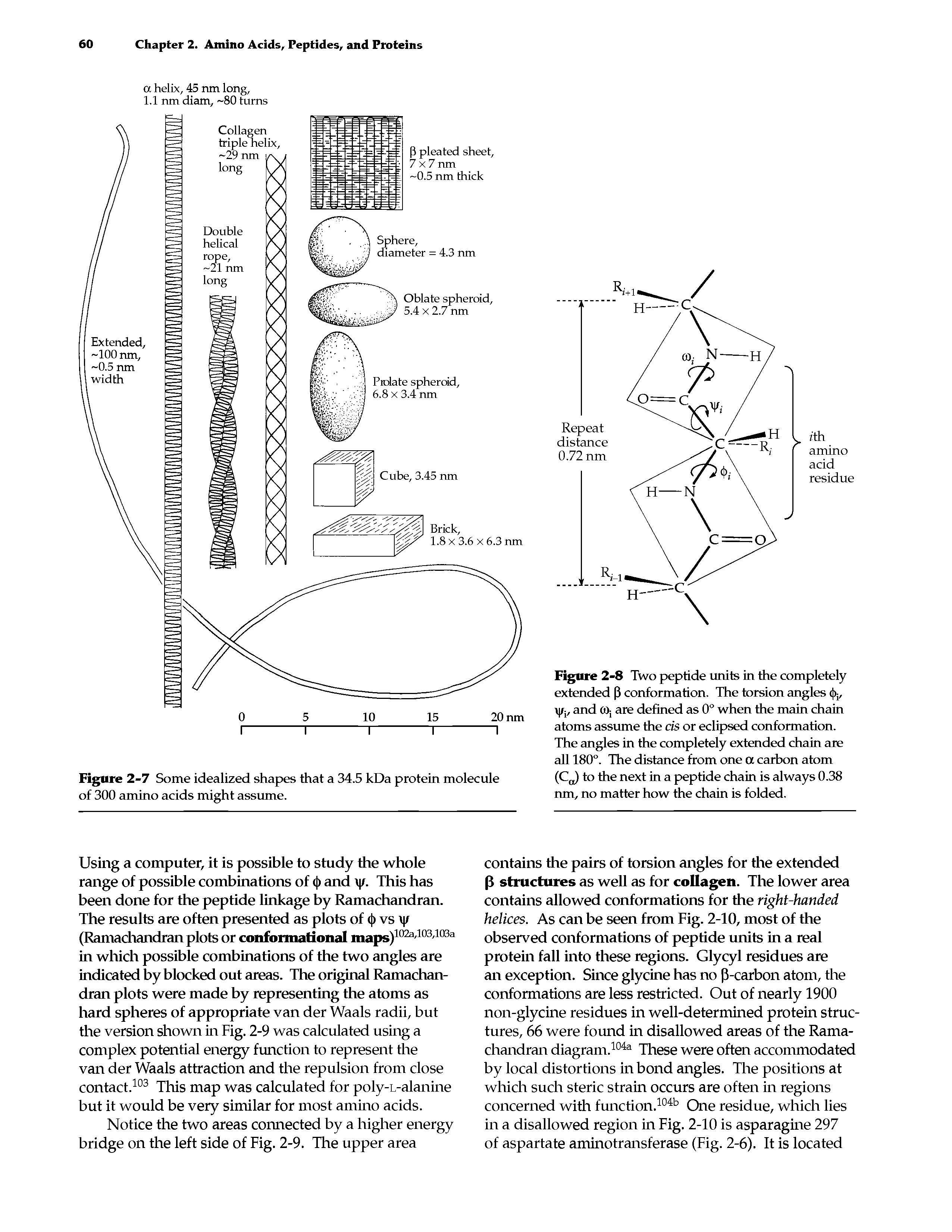 Figure 2-7 Some idealized shapes that a 34.5 kDa protein molecule of 300 amino acids might assume.