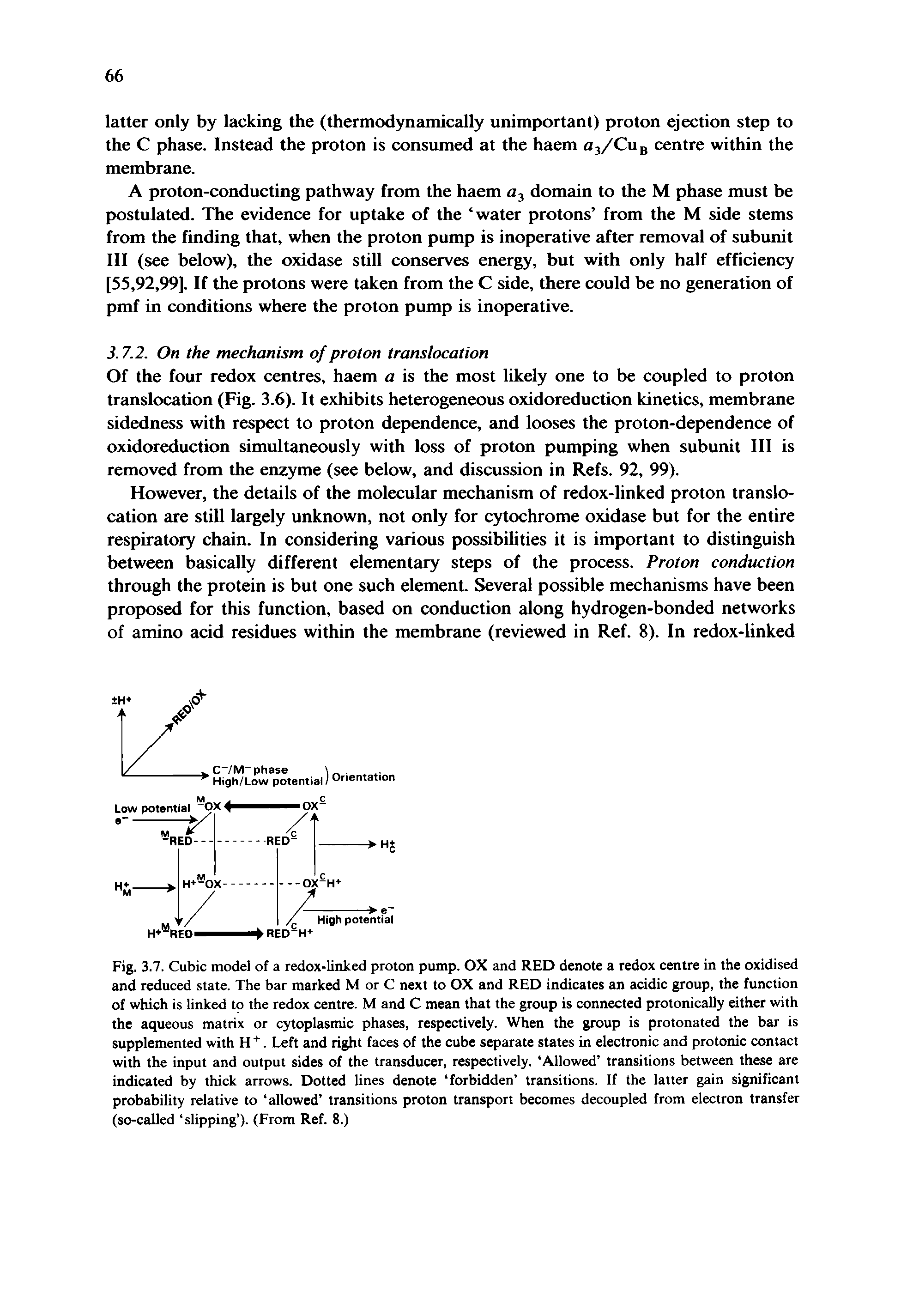 Fig. 3.7. Cubic model of a redox-linlced proton pump. OX and RED denote a redox centre in the oxidised and reduced state. The bar marked M or C next to OX and RED indicates an acidic group, the function of which is linked to the redox centre. M and C mean that the group is connected protonically either with the aqueous matrix or cytoplasmic phases, respectively. When the group is protonated the bar is supplemented with H. Left and right faces of the cube separate states in electronic and protonic contact with the input and output sides of the transducer, respectively. Allowed transitions between these are indicated by thick arrows. Dotted lines denote forbidden transitions. If the latter gain significant probability relative to allowed transitions proton transport becomes decoupled from electron transfer (so-called slipping ). (From Ref. 8.)...