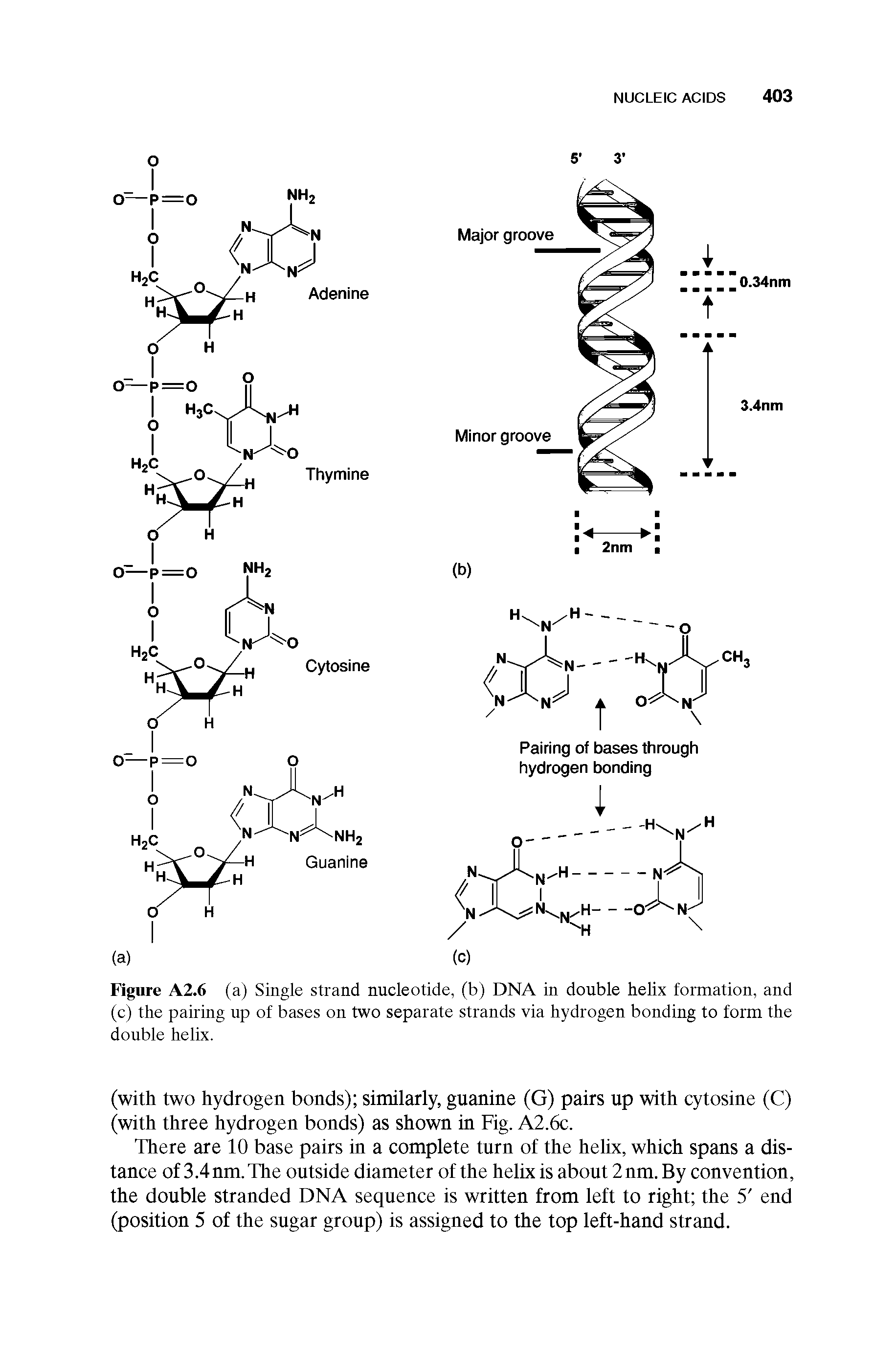 Figure A2.6 (a) Single strand nucleotide, (b) DNA in double helix formation, and (c) the pairing up of bases on two separate strands via hydrogen bonding to form the double helix.