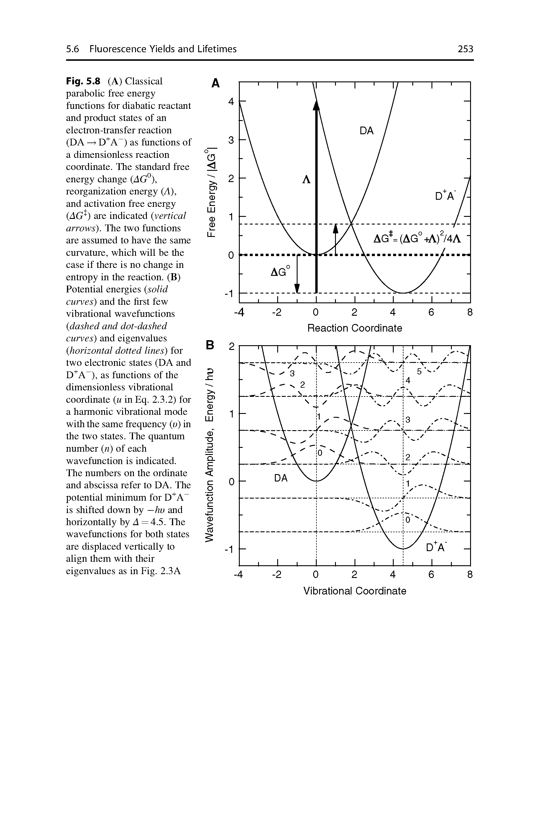 Fig. 5.8 (A) Classical parabolic free energy functions for diabatic reactant and product states of an electron-transfer reaction (DA D A ) as functions of a dimensionless reaction coordinate. The standard free energy change (AG ), reorganization energy (A), and activation free energy (AG ) are indicated vertical arrows). The two functions are assumed to have the same curvature, which will be the case if there is no change in entropy in the reaction. (B) Potential energies (solid curves) and the first few vibrational wavefunctions (dashed and dot-dashed curves) and eigenvalues (horizontal dotted lines) for two electronic states (DA and D A ), as functions of the dimensionless vibrational coordinate (u in Eq. 2.3.2) for a harmonic vibrational mode with the same frequency (v) in the two states. The quantum number (n) of each wavefunction is indicated.