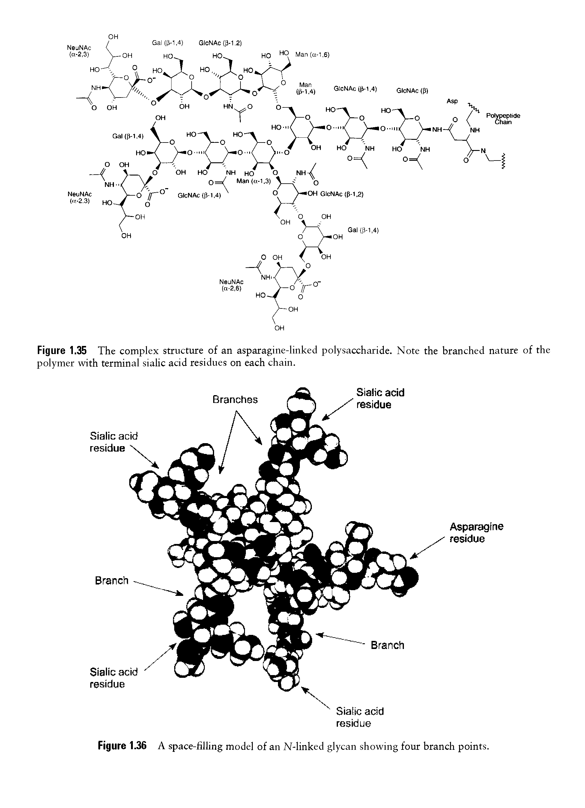 Figure 1.36 A space-filling model of an N-linked glycan showing four branch points.