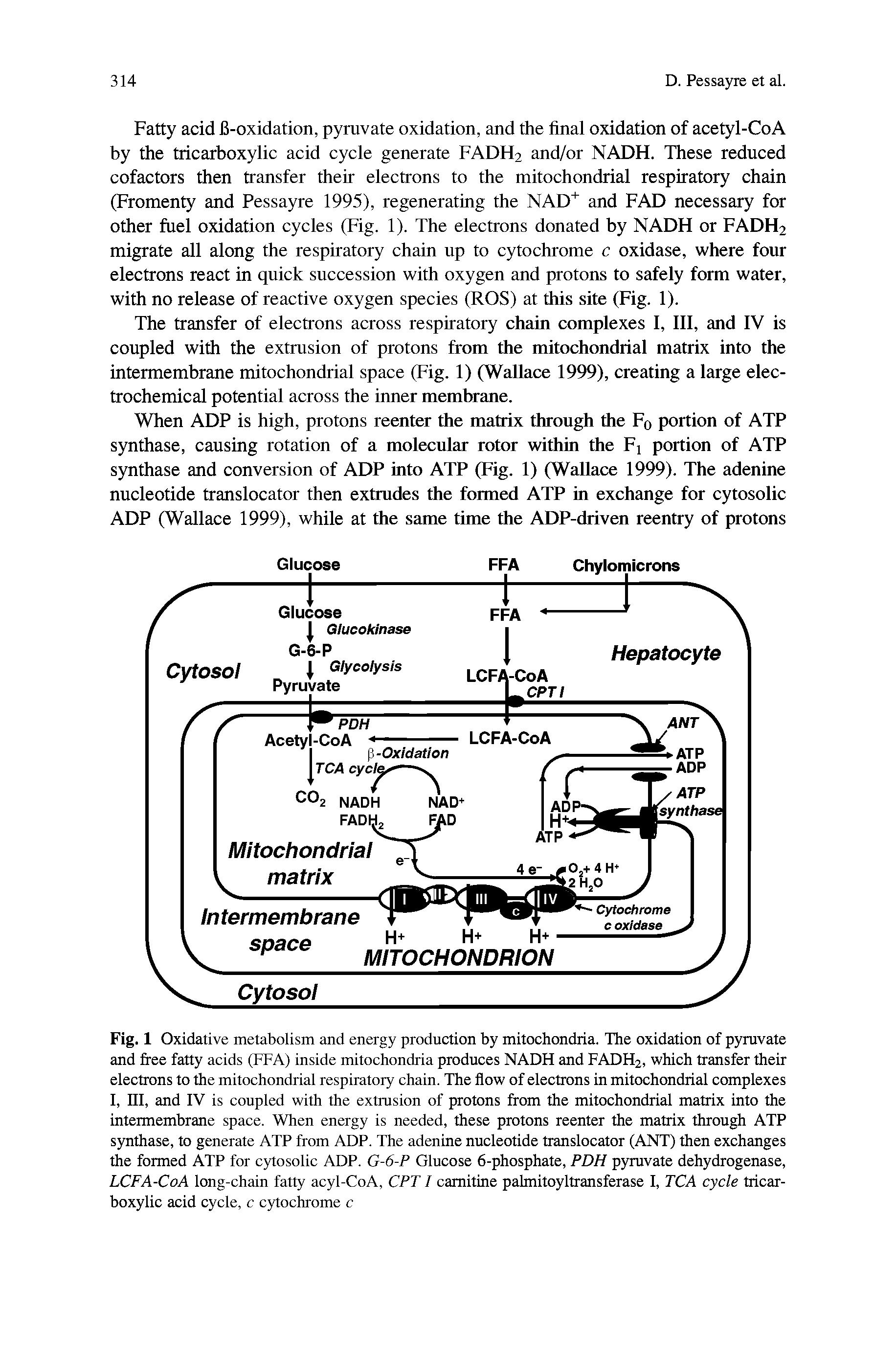 Fig. 1 Oxidative metabolism and energy production by mitochondria. The oxidation of pyruvate and free fatty acids (FFA) inside mitochondria produces NADH and FADH2, which transfer their electrons to the mitochondrial respiratory chain. The flow of electrons in mitochondrial complexes I, III, and IV is coupled with the extrusion of protons from the mitochondrial matrix into the intermembrane space. When energy is needed, these protons reenter the matrix through ATP synthase, to generate ATP from ADP. The adenine nucleotide translocator (ANT) then exchanges the formed ATP for cytosolic ADP. G-6-P Glucose 6-phosphate, PDH pyruvate dehydrogenase, LCFA-CoA long-chain fatty acyl-CoA, CPTI carnitine palmitoyltransferase I, TCA cycle tricarboxylic acid cycle, c cytochrome c...