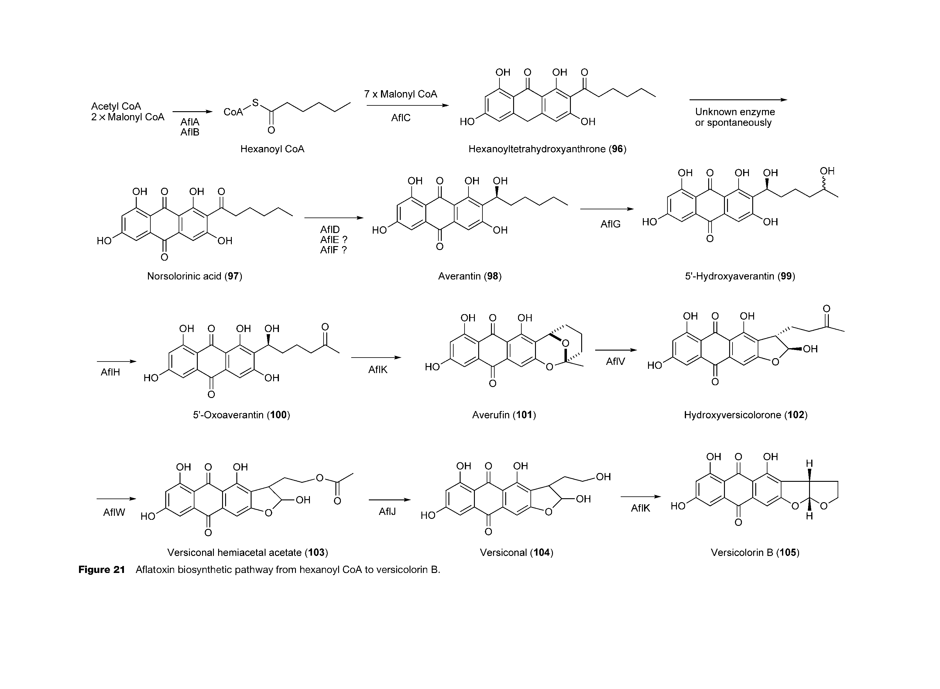 Figure 21 Aflatoxin biosynthetic pathway from hexanoyl CoA to versicolorin B.