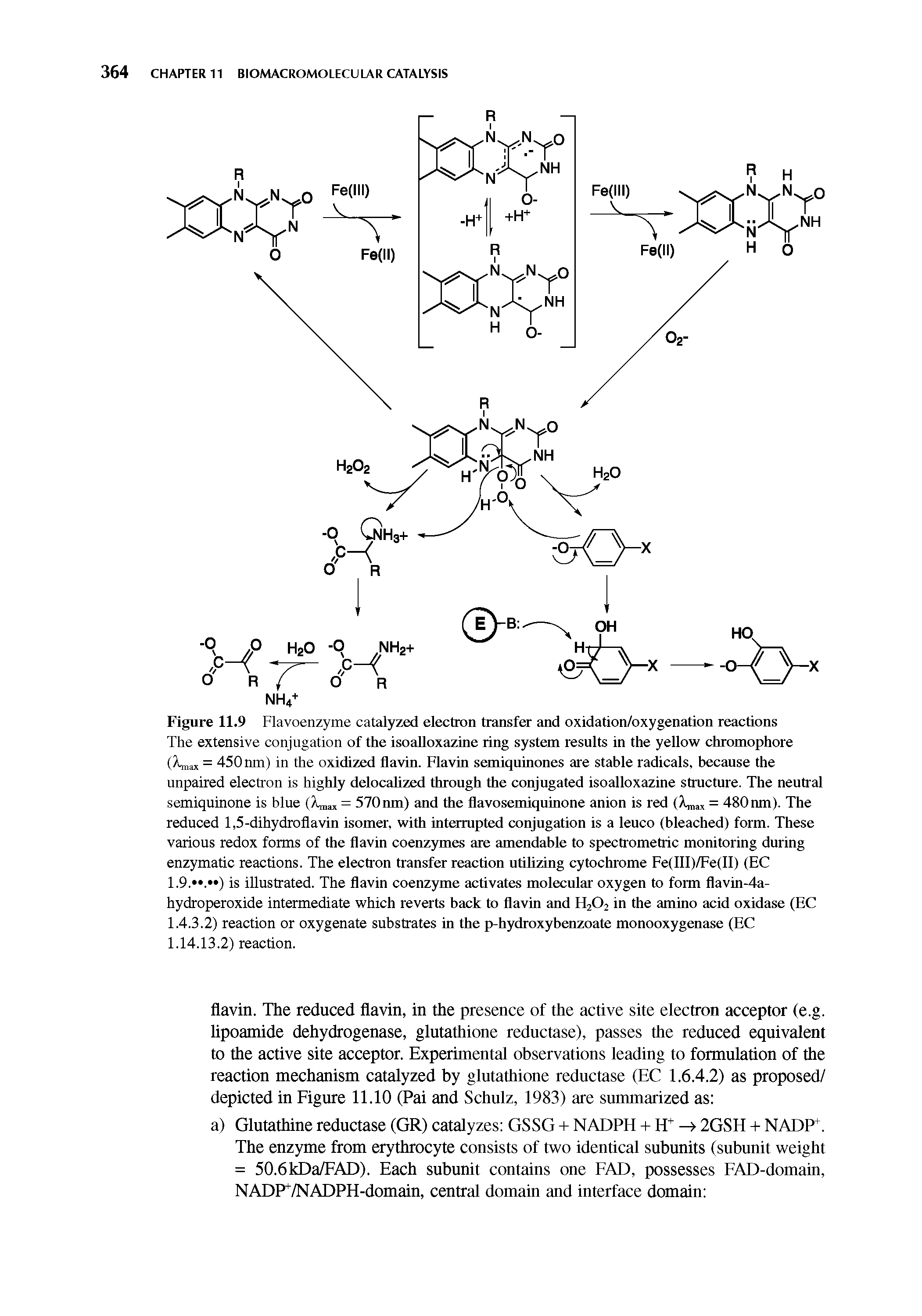 Figure 11.9 Flavoenzyme catalyzed electron transfer and oxidation/oxygenation reactions The extensive conjugation of the isoaUoxazine ring system results in the yellow chromophore ( ax = 450 nm) in the oxidized flavin. Flavin semiquinones are stable radicals, because the unpaired electron is highly delocalized through the conjugated isoaUoxazine structure. The neutral semiquinone is blue = 570 nm) and the flavosemiquinone anion is red (A ax = 480 nm). The...