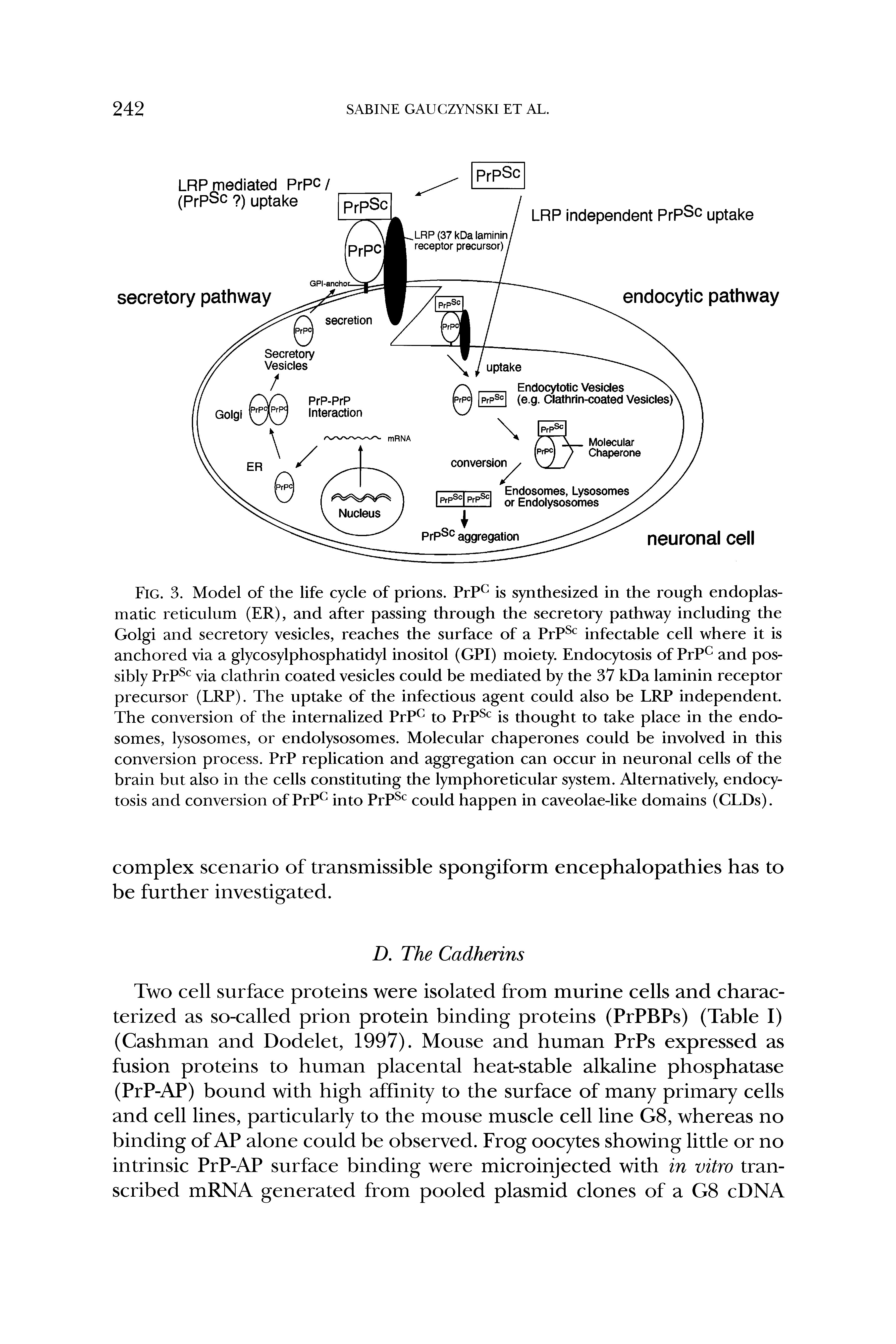 Fig. 3. Model of the life cycle of prions. PrP is synthesized in the rough endoplas-matic reticulum (ER), and after passing through the secretory pathway including the Golgi and secretory vesicles, reaches the surface of a PrP infectable cell where it is anchored via a glycosylphosphatidyl inositol (GPI) moiety. Endocytosis of PrP and possibly PrP via clathrin coated vesicles could be mediated by the 37 kDa laminin receptor precursor (LRP). The uptake of the infectious agent could also be LRP independent. The conversion of the internalized PrP to PrP is thought to take place in the endo-somes, lysosomes, or endolysosomes. Molecular chaperones could be involved in this conversion process. PrP replication and aggregation can occur in neuronal cells of the brain but also in the cells constituting the lymphoreticular system. Alternatively, endocytosis and conversion of PrP into PrP could happen in caveolae-like domains (CLDs).