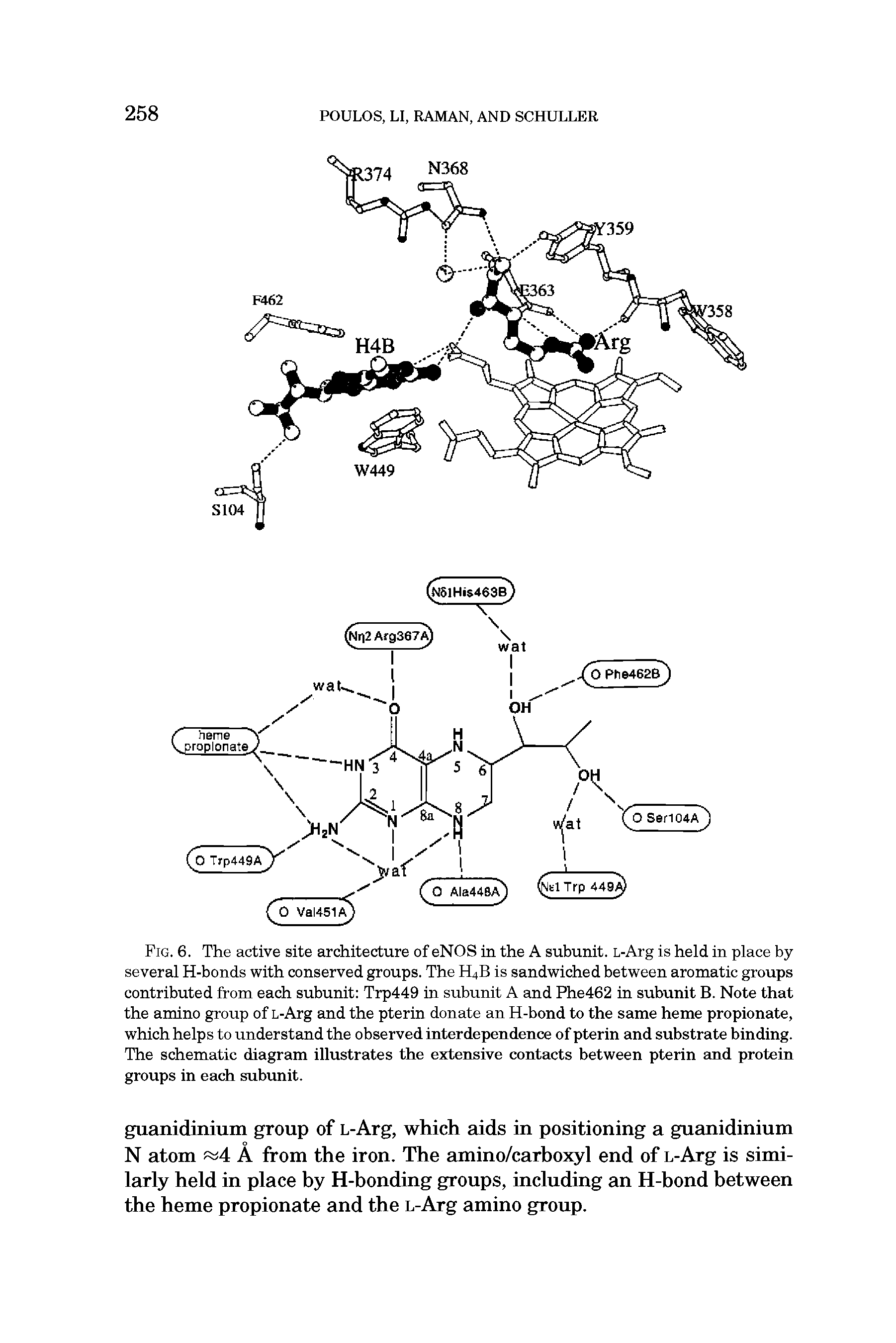Fig. 6. The active site architecture of eNOS in the A subunit. L-Arg is held in place by several H-bonds with conserved groups. The H4B is sandwiched between aromatic groups contributed from each subunit Trp449 in subunit A and Phe462 in subunit B. Note that the amino group of L-Arg and the pterin donate an H-bond to the same heme propionate, which helps to understand the observed interdependence of pterin and substrate binding. The schematic diagram illustrates the extensive contacts between pterin and protein groups in each subunit.