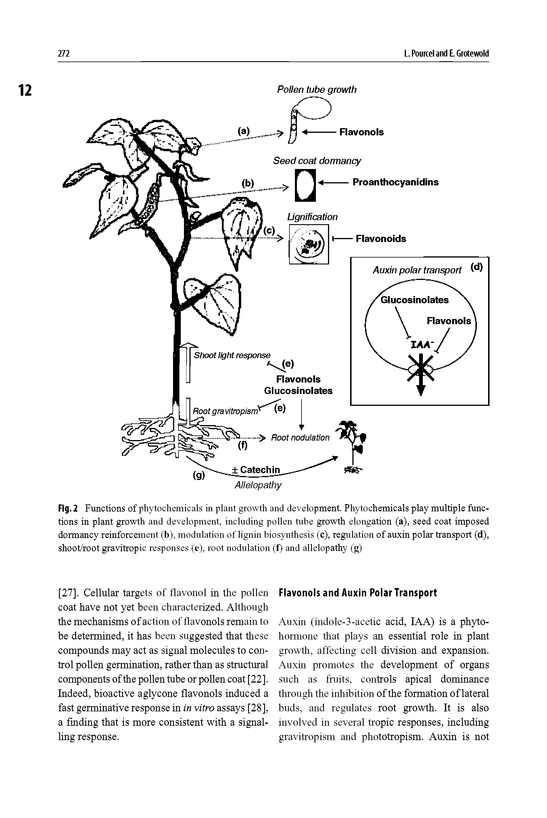 Fig. 2 Functions of phytochemicals in plant growth and development. Phytoohemicals play multiple functions in plant growth and development, including pollen tube growth elongation (a), seed coat imposed dormancy reinforcement (b), modulation of lignin biosynthesis (c), regulation of auxin polar transport (d), shoot/root gravitropic responses (e), root nodulation (f) and allelopathy (g)...