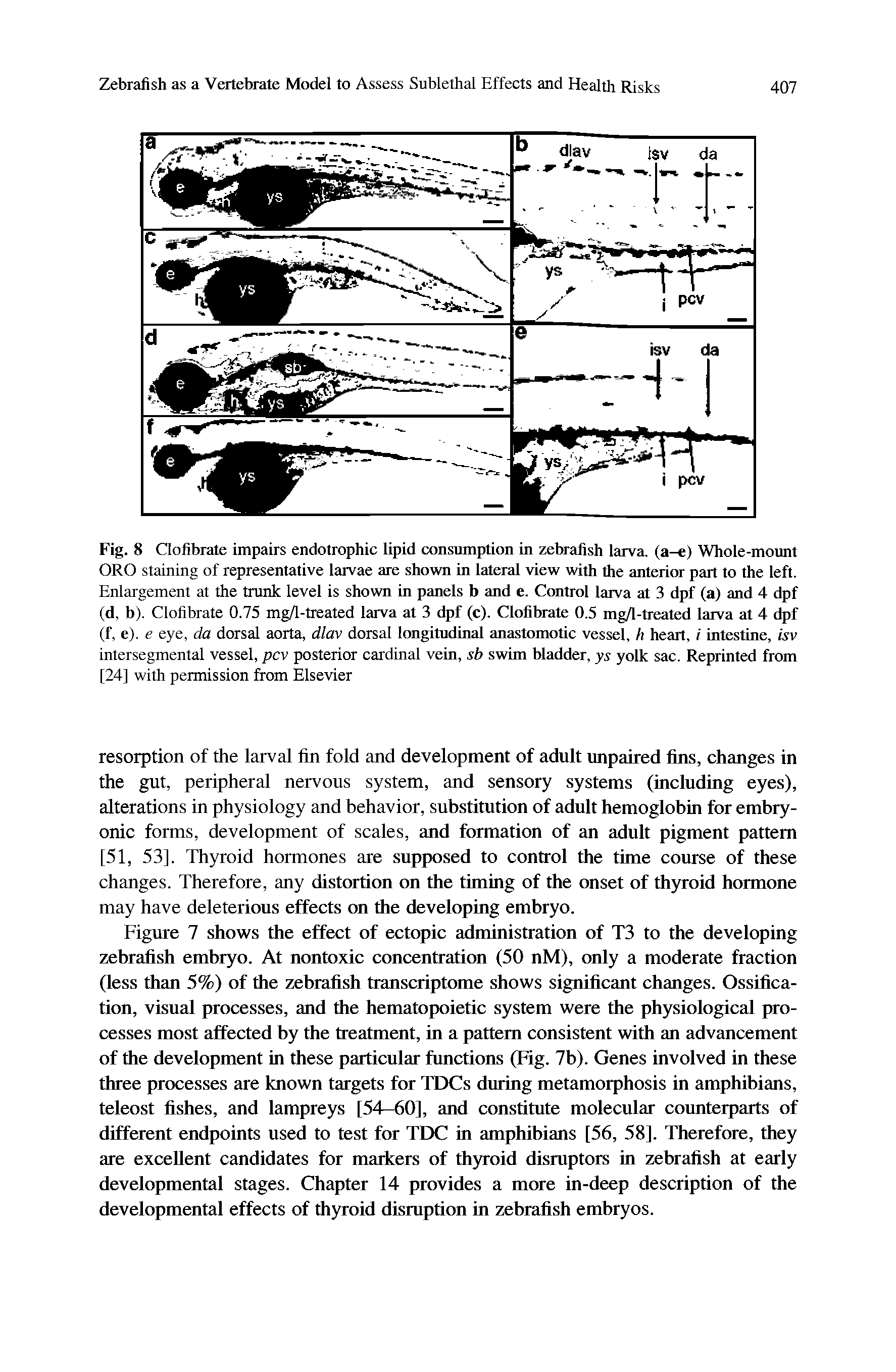 Figure 7 shows the effect of ectopic administration of T3 to the developing zebrafish embryo. At nontoxic concentration (50 nM), only a moderate fraction (less than 5%) of the zebrafish transcriptome shows significant changes. Ossification, visual processes, and the hematopoietic system were the physiological processes most affected by the treatment, in a pattern consistent with an advancement of the development in these particular functions (Fig. 7b). Genes involved in these three processes are known targets for TDCs during metamorphosis in amphibians, teleost fishes, and lampreys [54—60], and constitute molecular counterparts of different endpoints used to test for TDC in amphibians [56, 58]. Therefore, they are excellent candidates for markers of thyroid disruptors in zebrafish at early developmental stages. Chapter 14 provides a more in-deep description of the developmental effects of thyroid disruption in zebrafish embryos.