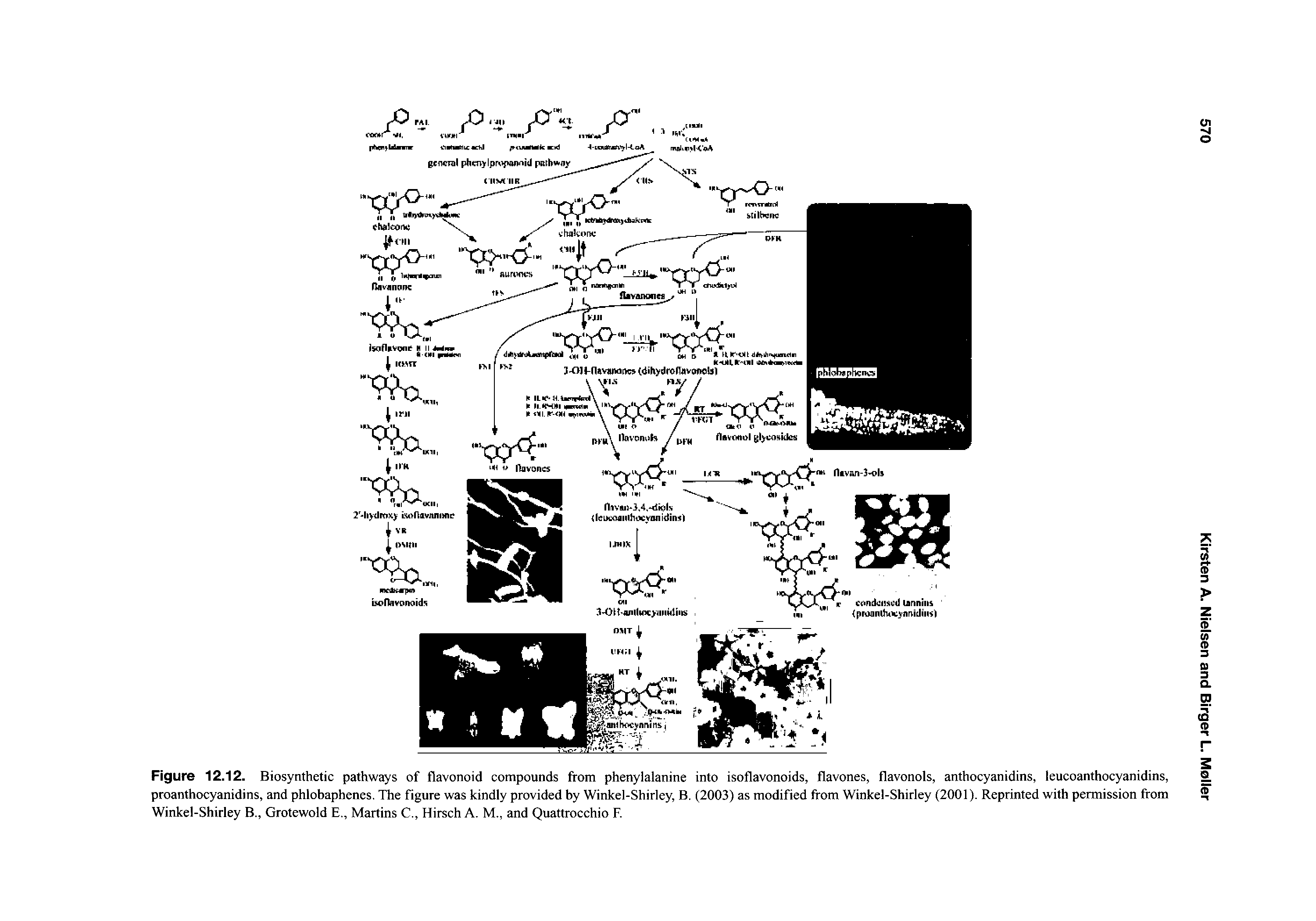 Figure 12.12. Biosynthetic pathways of flavonoid compounds from phenylalanine into isoflavonoids, flavones, flavonols, anthocyanidins, leucoanthocyanidins, proanthocyanidins, and phlobaphenes. The figure was kindly provided by Winkel-Shirley, B. (2003) as modified from Winkel-Shirley (2001). Reprinted with permission from Winkel-Shirley B., Grotewold E., Martins C., Hirsch A. M., and Quattrocchio E...