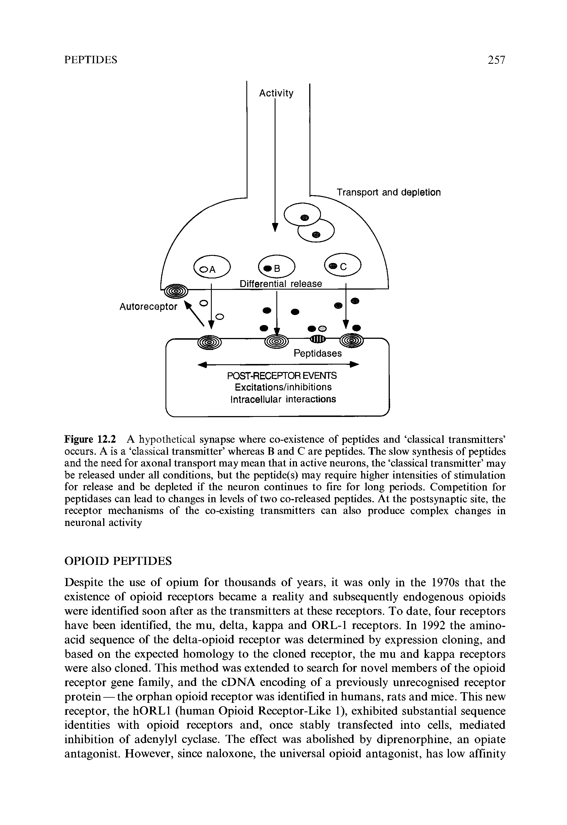 Figure 12.2 A hypothetical synapse where co-existence of peptides and classical transmitters occurs. A is a classical transmitter whereas B and C are peptides. The slow synthesis of peptides and the need for axonal transport may mean that in active neurons, the classical transmitter may be released under all conditions, but the peptide(s) may require higher intensities of stimulation for release and be depleted if the neuron continues to fire for long periods. Competition for peptidases can lead to changes in levels of two co-released peptides. At the postsynaptic site, the receptor mechanisms of the co-existing transmitters can also produce complex changes in neuronal activity...