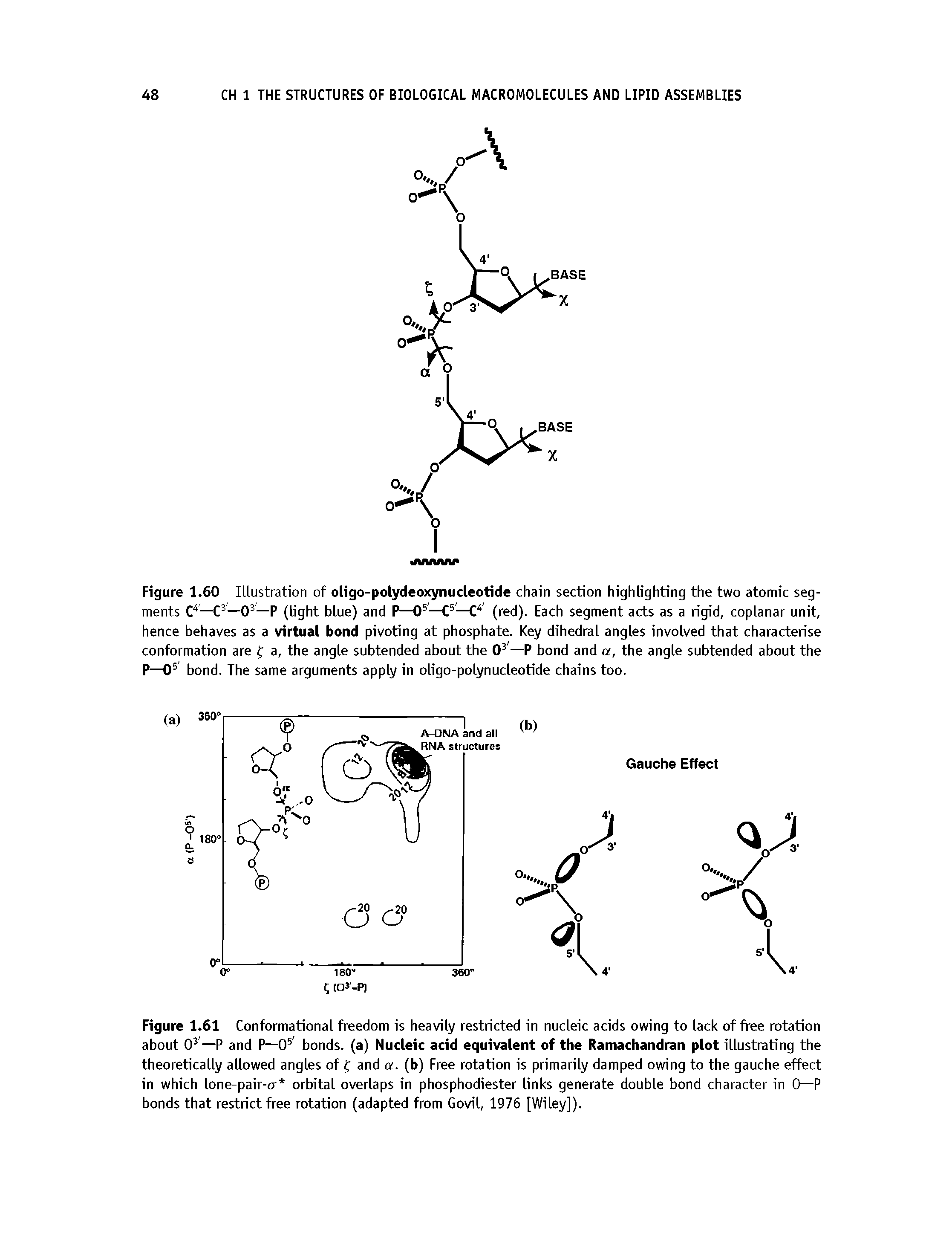 Figure 1.61 Conformational freedom is heavily restricted in nucleic acids owing to lack of free rotation about 0 —P and P—0 bonds, (a) Nucleic acid equivalent of the Ramachandran plot illustrating the theoretically allowed angles of C and a. (b) Free rotation is primarily damped owing to the gauche effect in which lone-pair-o- orbital overlaps in phosphodiester links generate double bond character in 0—P bonds that restrict free rotation (adapted from Govil, 1976 [Wiley]).