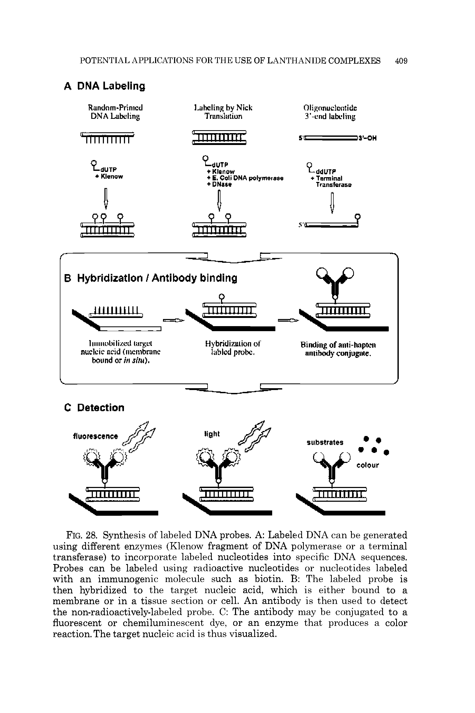 Fig. 28. Synthesis of labeled DNA probes. A Labeled DNA can be generated using different enzymes (Klenow fragment of DNA polymerase or a terminal transferase) to incorporate labeled nucleotides into specific DNA sequences. Probes can be labeled using radioactive nucleotides or nucleotides labeled with an immunogenic molecule such as biotin. B The labeled probe is then hybridized to the target nucleic acid, which is either bound to a membrane or in a tissue section or cell. An antibody is then used to detect the non-radioactively-labeled probe. C The antibody may be conjugated to a fluorescent or chemiluminescent dye, or an enzyme that produces a color reaction. The target nucleic acid is thus visualized.