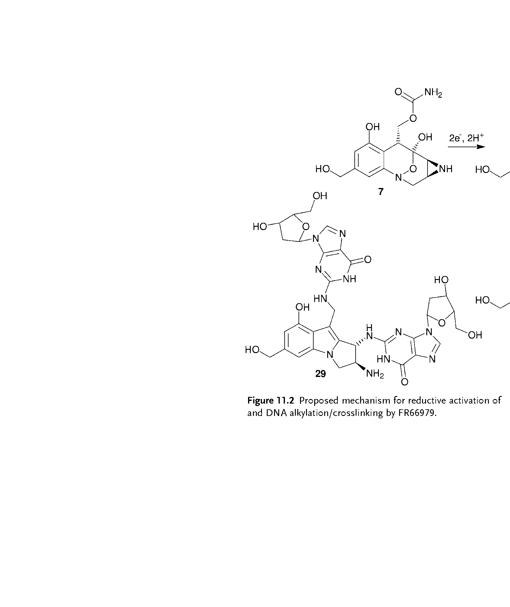 Figure 11.2 Proposed mechanism for reductive activation of and DNA alkylation/crosslinking by FR66979.