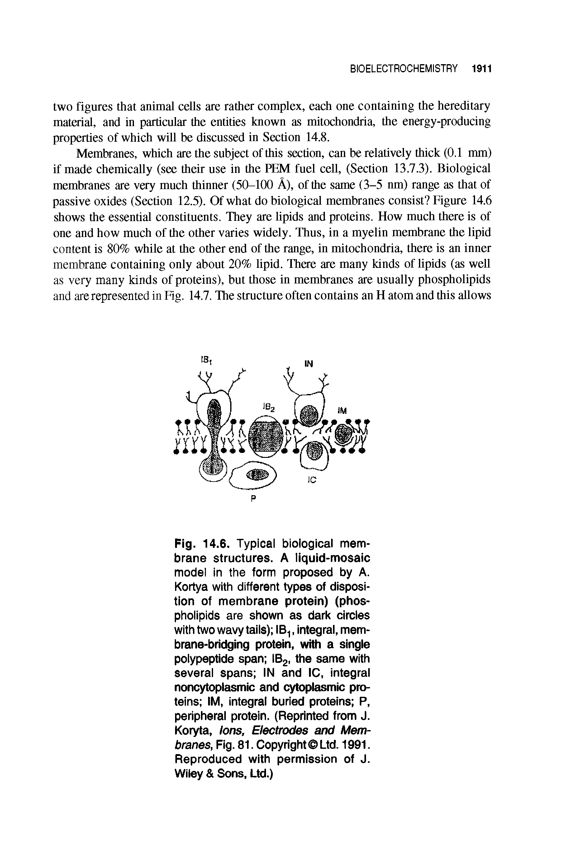 Fig. 14.6. Typical biological membrane structures. A liquid-mosaic model in the form proposed by A. Kortya with different types of disposition of membrane protein) (phospholipids are shown as dark circles with two wavy tails) IB1, integral, membrane-bridging protein, with a single polypeptide span IB2, the same with several spans IN and IC, integral noncytopiasmic and cytoplasmic proteins IM, integral buried proteins P, peripheral protein. (Reprinted from J. Koryta, Ions, Electrodes and Membranes, Fig. 81. Copyright Ltd. 1991. Reproduced with permission of J. Wiley Sons, Ltd.)...
