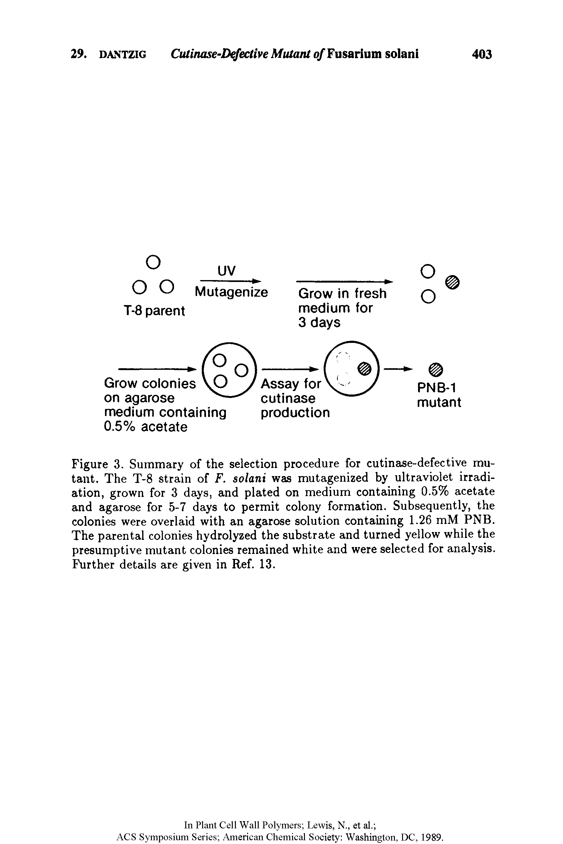 Figure 3. Summary of the selection procedure for cutinase-defective mutant. The T-8 strain of F. solani was mutagenized by ultraviolet irradiation, grown for 3 days, and plated on medium containing 0.5% acetate and agarose for 5-7 days to permit colony formation. Subsequently, the colonies were overlaid with an agarose solution containing 1.26 mM PNB. The parental colonies hydrolyzed the substrate and turned yellow while the presumptive mutant colonies remained white and were selected for analysis. Further details are given in Ref. 13.