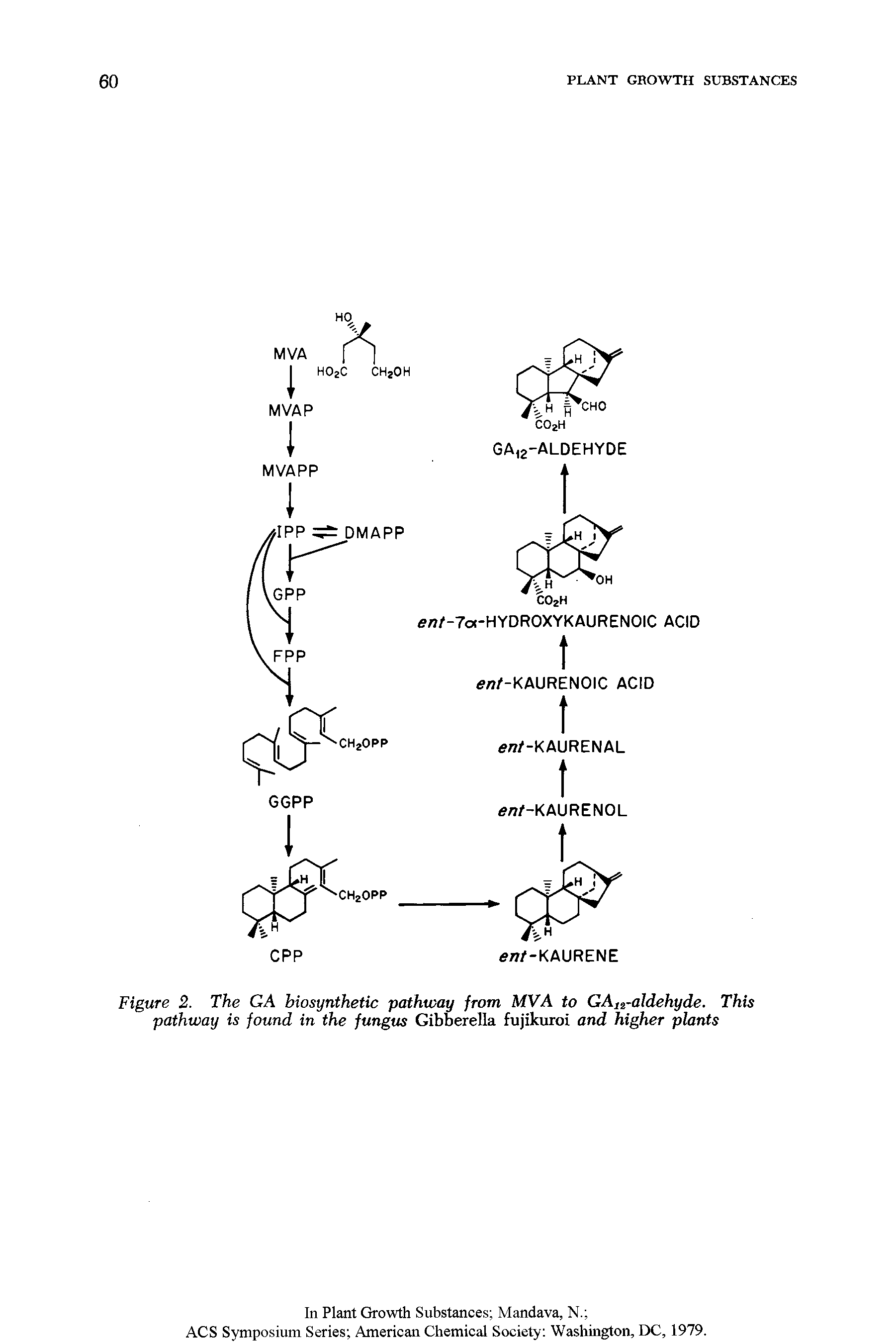 Figure 2. The GA biosynthetic pathway from, MVA to GAlsraldehyde. This pathway is found in the fungus Gibberella fujikuroi and higher plants...