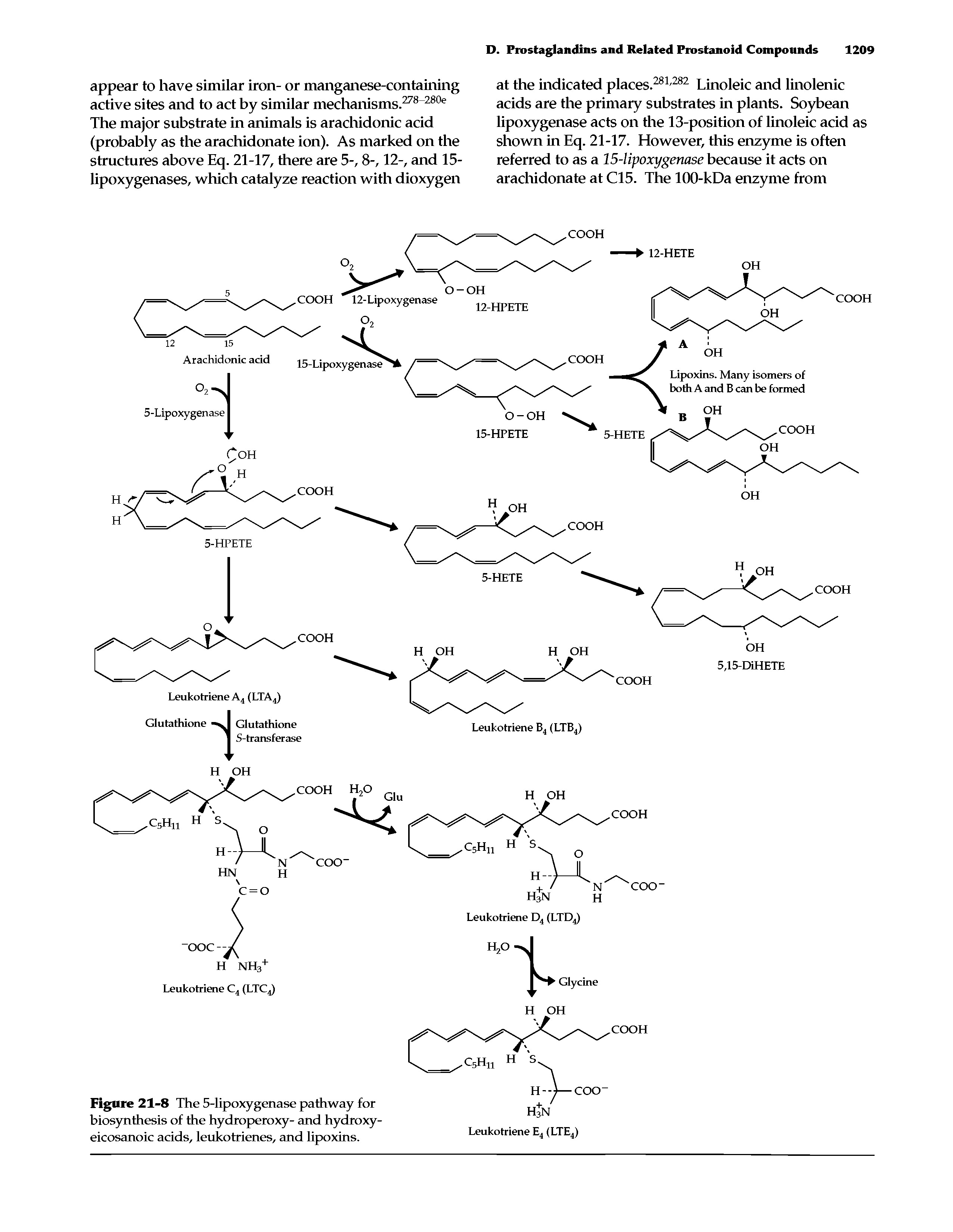 Figure 21-8 The 5-lipoxygenase pathway for biosynthesis of the hydroperoxy- and hydroxy-eicosanoic acids, leukotrienes, and lipoxins.