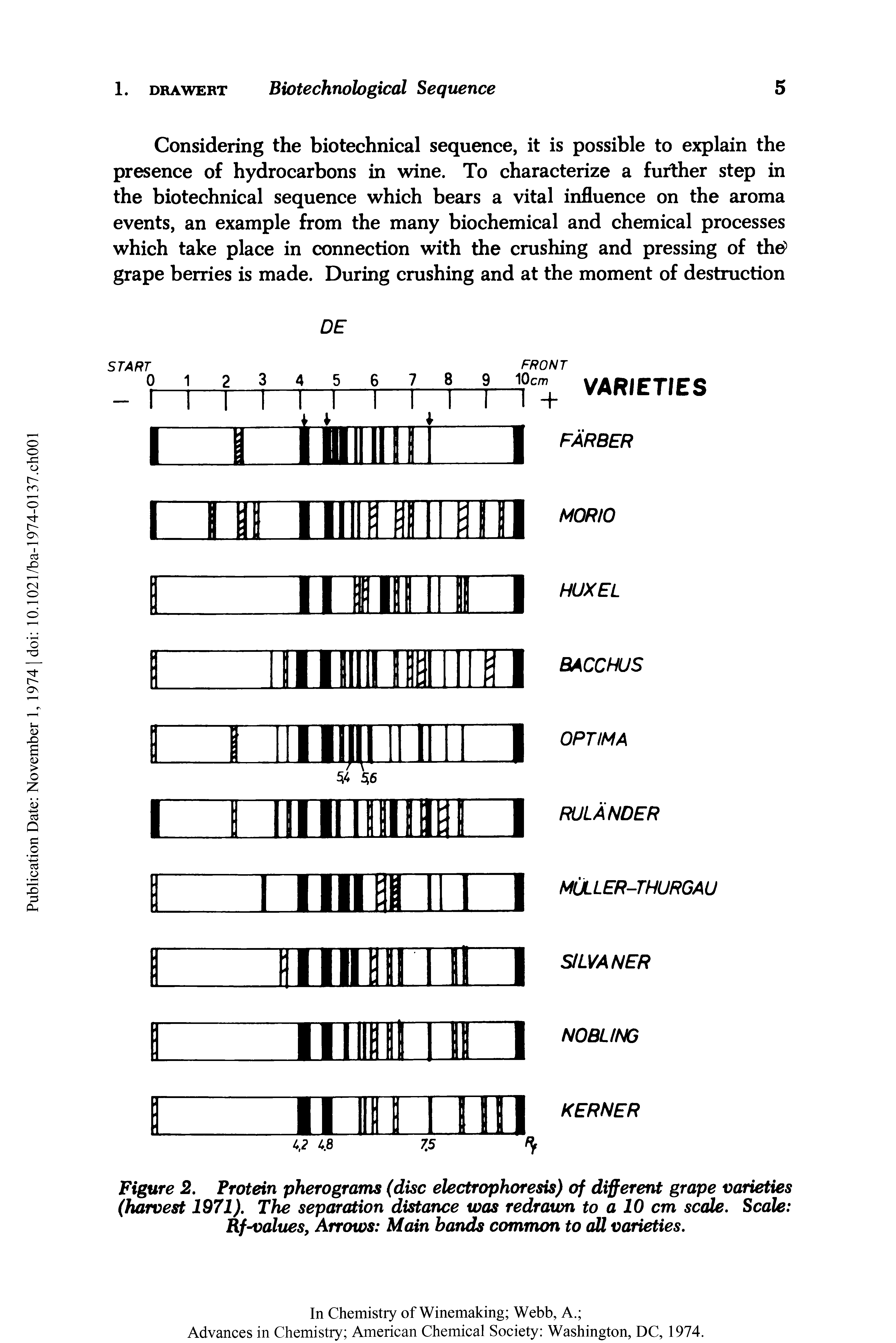 Figure 2. Protein pherograms (disc electrophoresis) of different grape varieties (harvest 1971). The separation distance was redrawn to a 10 cm scale. Scale Rf-values, Arrows Main bands common to all varieties.
