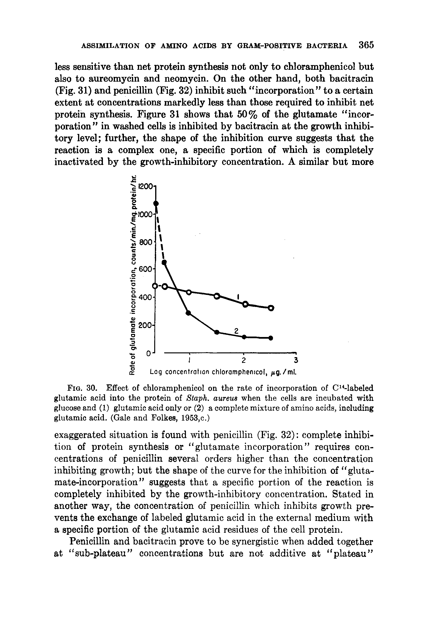 Fig. 30. Effect of chloramphenicol on the rate of incorporation of C Mabeled glutamic acid into the protein of Staph, aureus when the cells are incubated with glucose and (1) glutamic acid only or (2) a complete mixture of amino acids, including glutamic acid. (Gale and Folkes, 1953,c.)...