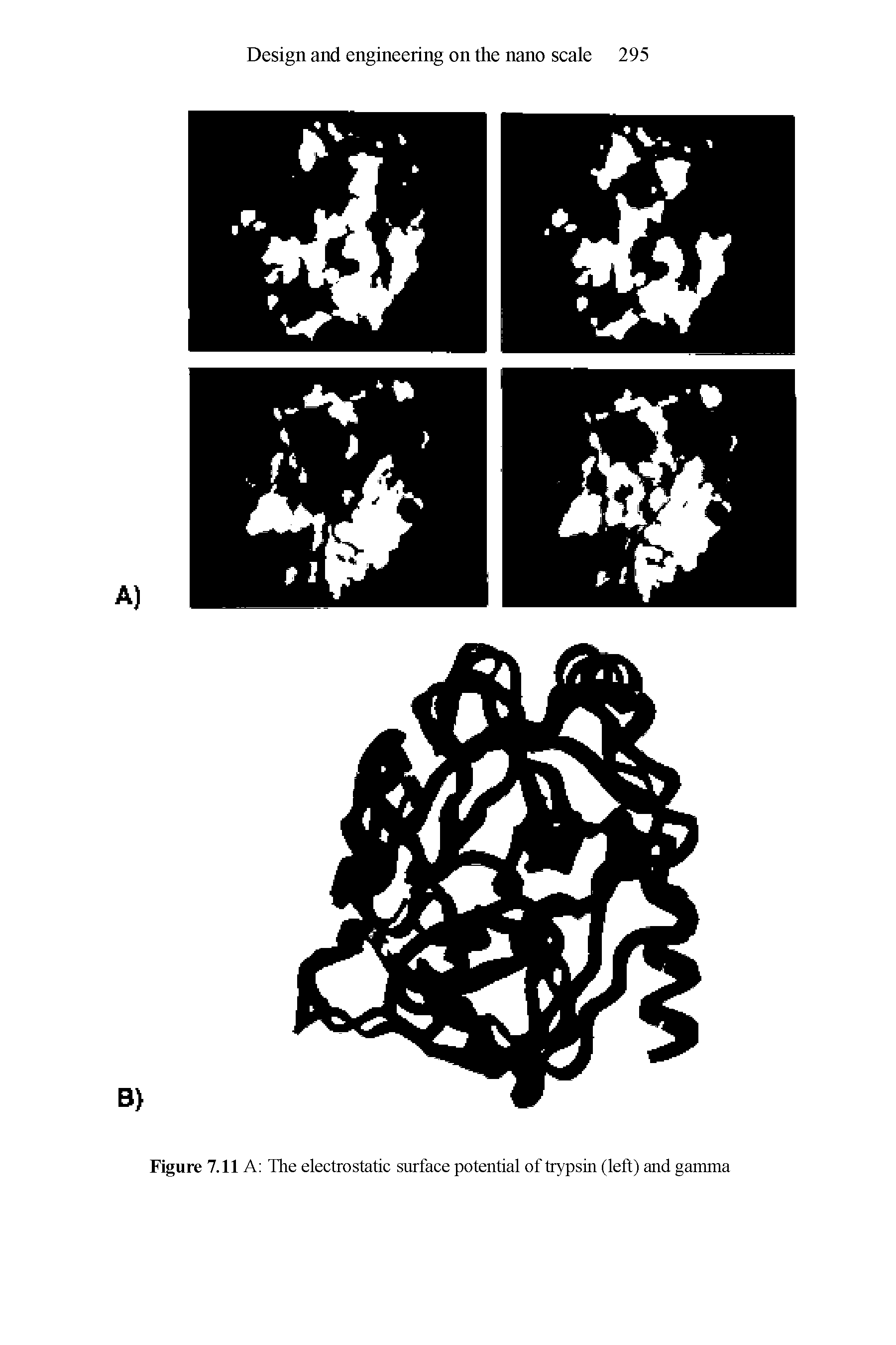 Figure 7.11 A The electrostatic surface potential of trypsin (left) and gamma...