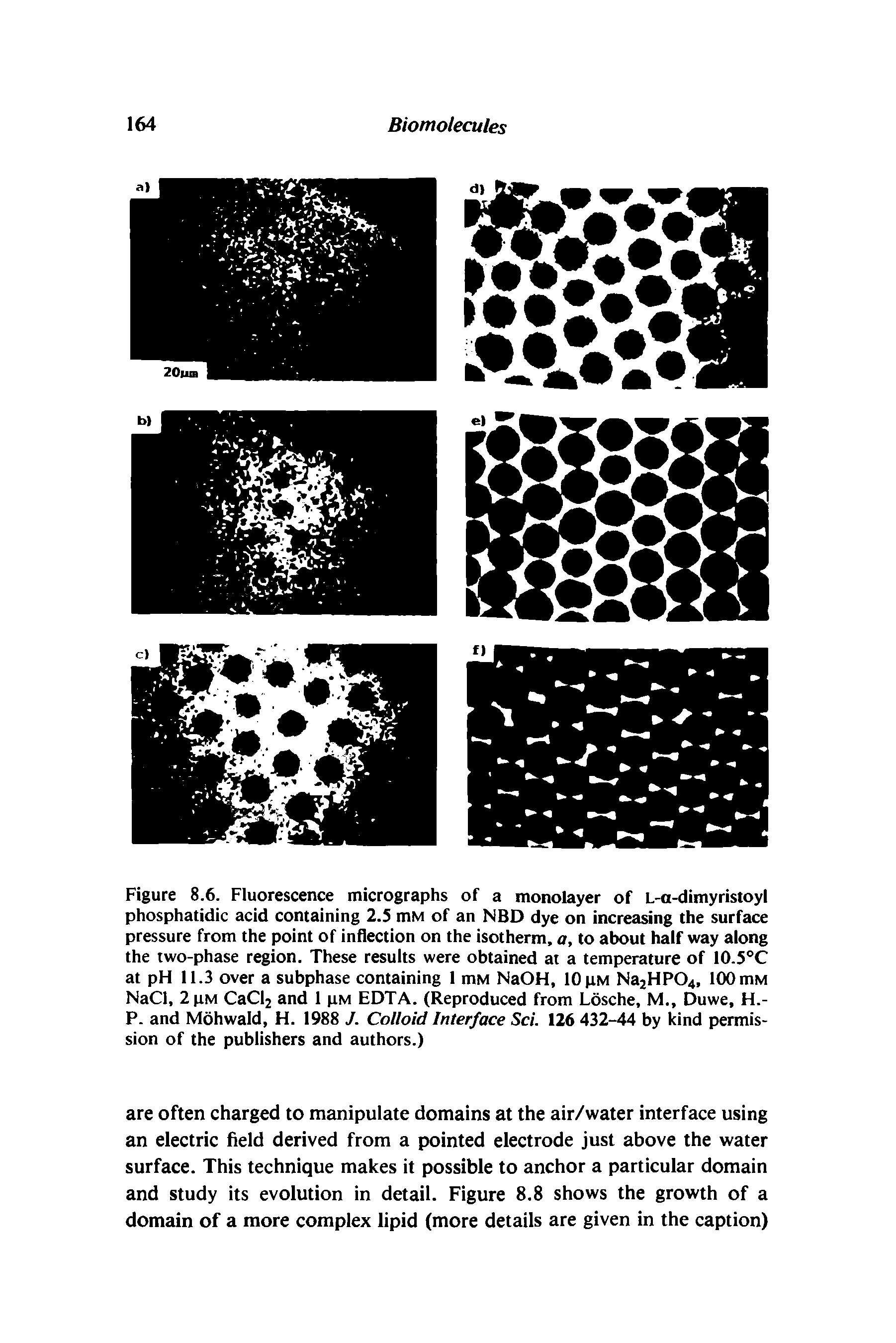 Figure 8.6. Fluorescence micrographs of a monolayer of L-a-dimyristoyl phosphatidic acid containing 2.5 mM of an NBD dye on increasing the surface pressure from the point of inflection on the isotherm, a, to about half way along the two-phase region. These results were obtained at a temperature of 10.5°C at pH 11.3 over a subphase containing 1 mM NaOH, 10 pM Na2HP04, 100 mM NaCl, 2 pM CaCI2 and 1 pm EDTA. (Reproduced from Losche, M., Duwe, H.-P. and Mohwald, H. 1988 J. Colloid Interface Sci. 126 432-44 by kind permission of the publishers and authors.)...