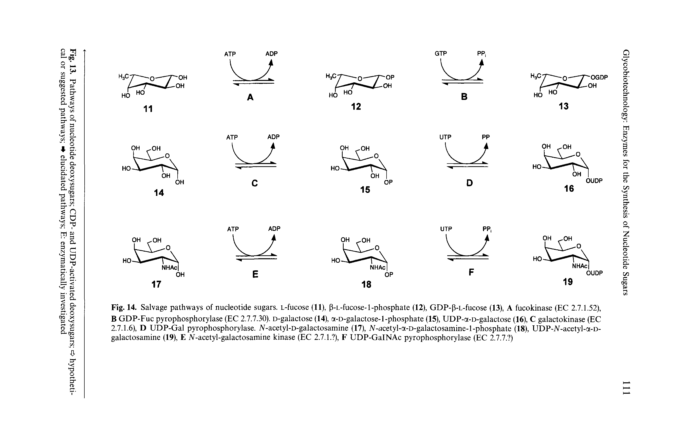 Fig. 14. Salvage pathways of nucleotide sugars. L-fucose (11), (3-L-fucose-l-phosphate (12), GDP-p-L-fucose (13), A fucokinase (EC 2.7.1.52), B GDP-Fuc pyrophosphorylase (EC 2.7.7.30). D-galactose (14), a-D-galactose-l-phosphate (15), UDP-a-D-galactose (16), C galactokinase (EC 2.7.1.6), D UDP-Gal pyrophosphorylase. IV-acetyl-D-galactosamine (17), Al-acetyl-a-D-galactosamine-l-phosphate (18), UDP-lV-acetyl-a-D-galactosamine (19), E IV-acetyl-galactosamine kinase (EC 2.7.1. ), F UDP-GalNAc pyrophosphorylase (EC 2.7.7. )...